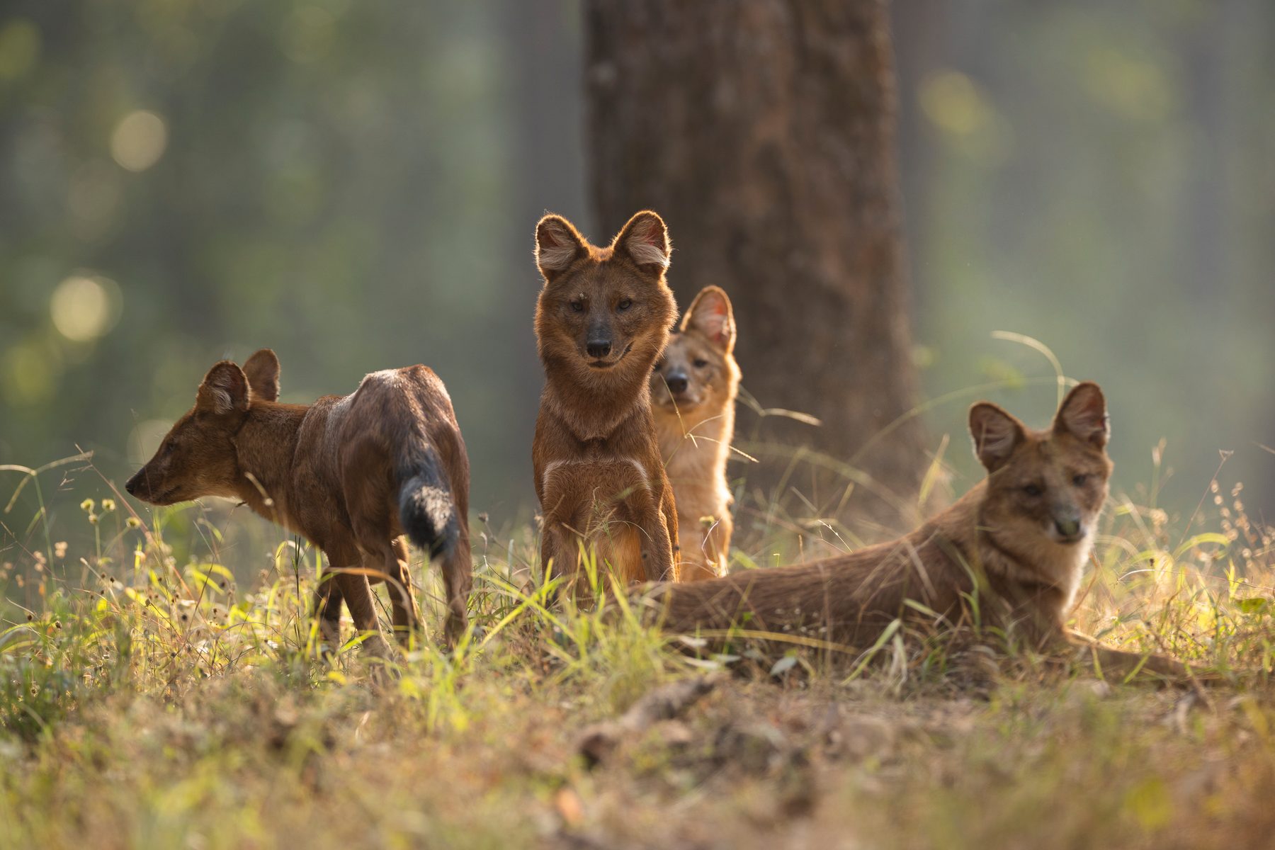 A pack of wild dogs, dholes, blocks our path on a winter morning.