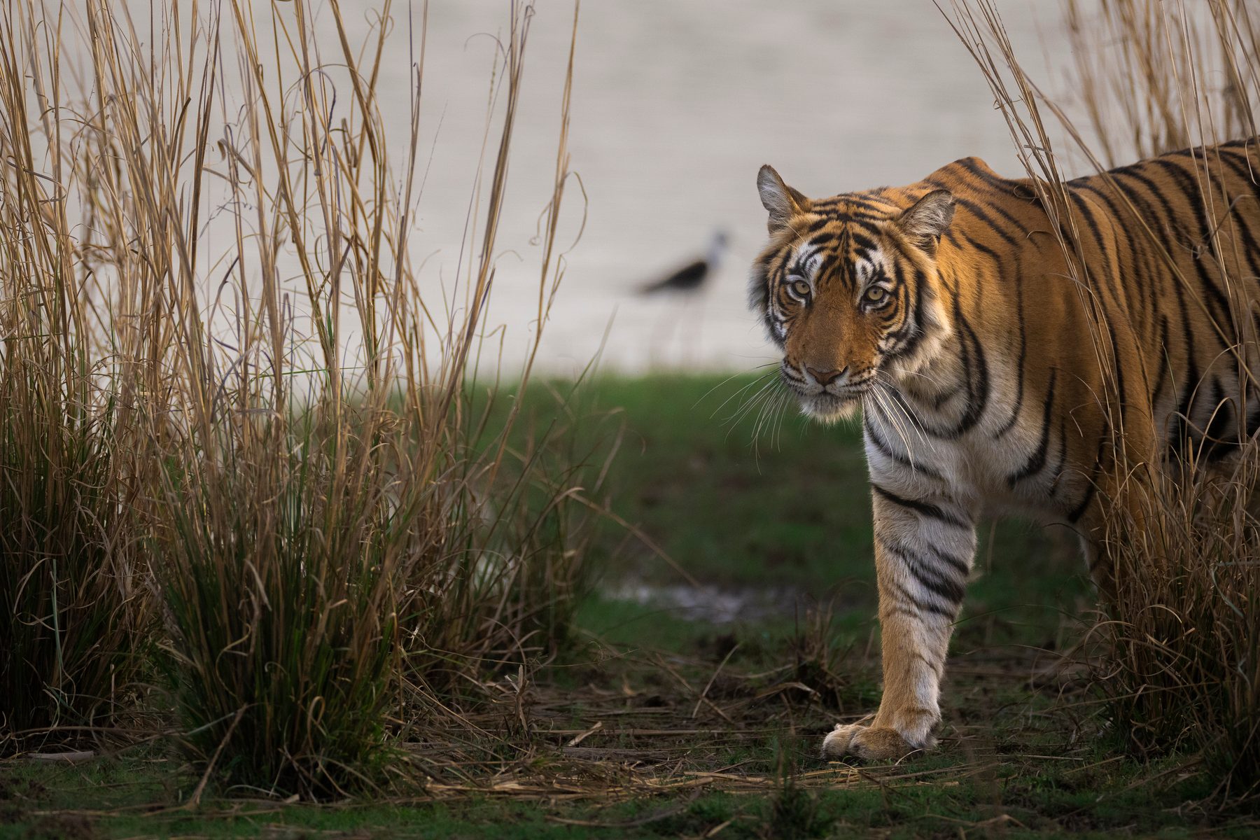 Riddhi walks by the lake shore