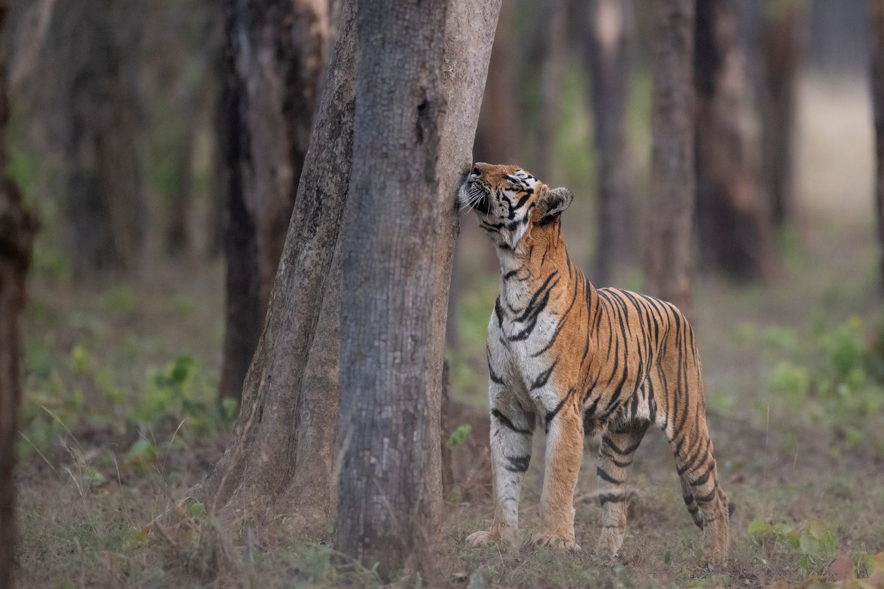Sonam sniffs a tree on a summer evening