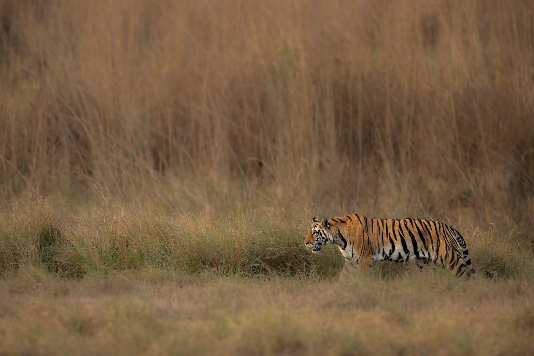 Mohini in the Grasslands