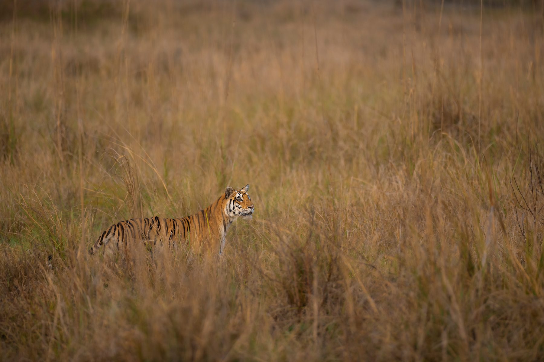 Mohini in the Grasslands.