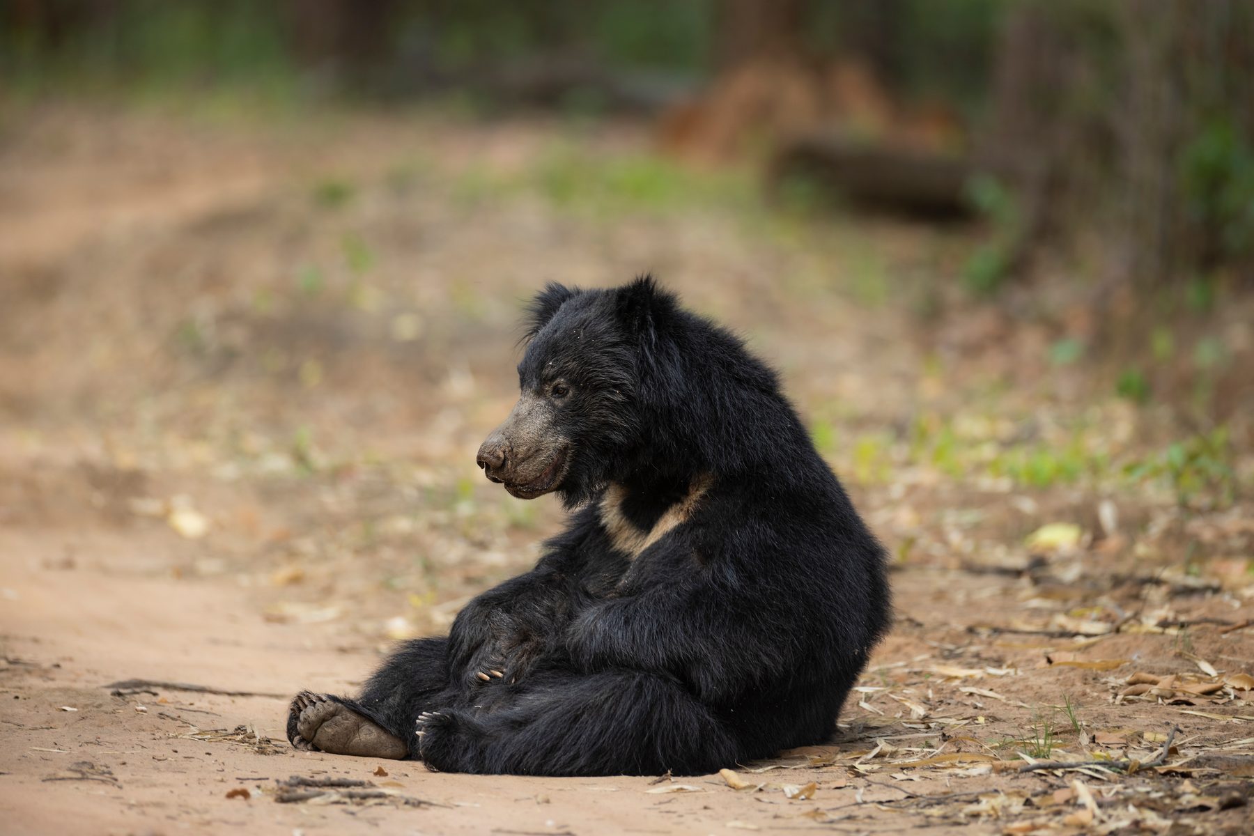 A sloth bear blocks our path on a summer afternoon.
