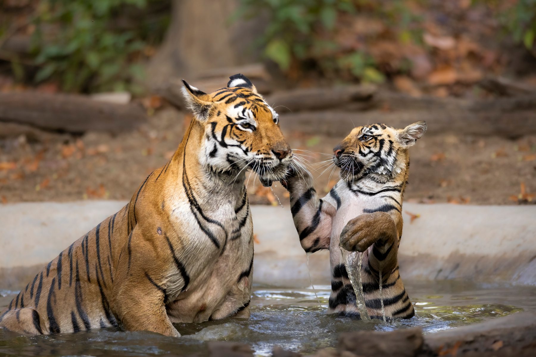 The inimitable DJ and her cub cool off on a summer afternoon.
