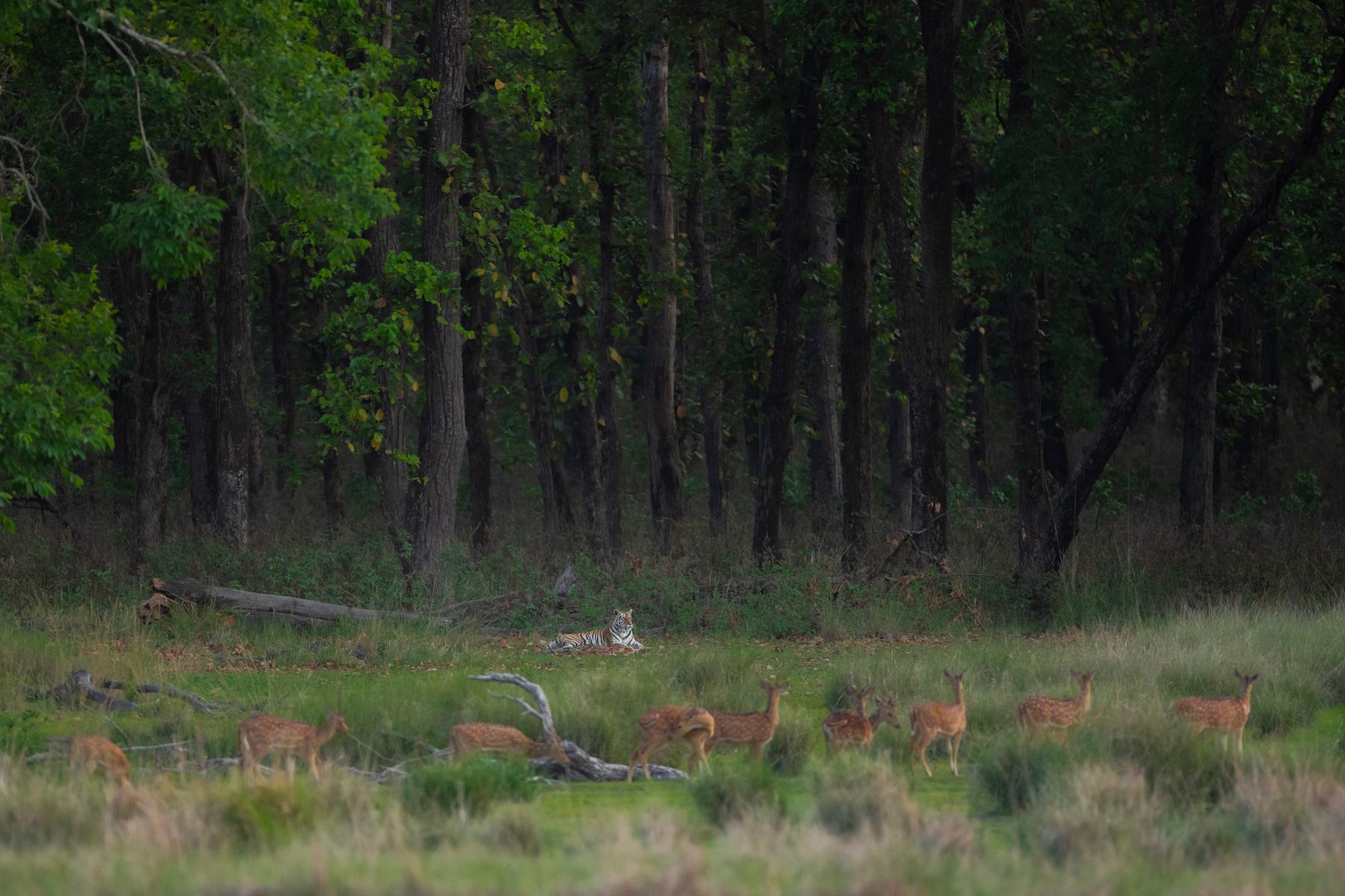 The elusive Neelima watches her potential prey.