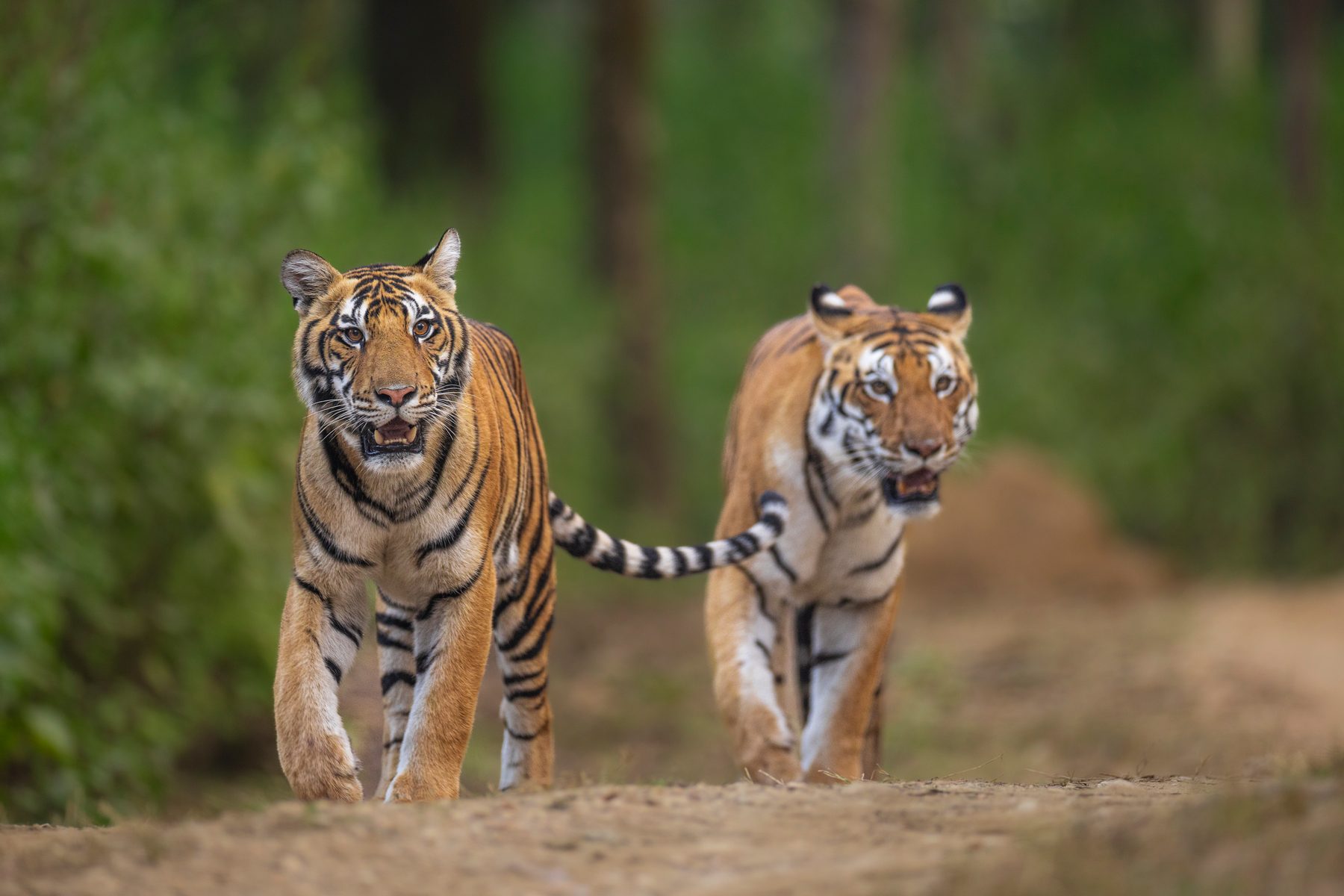 DJ9, a Cub, Leads Her Mother DJ On The Track