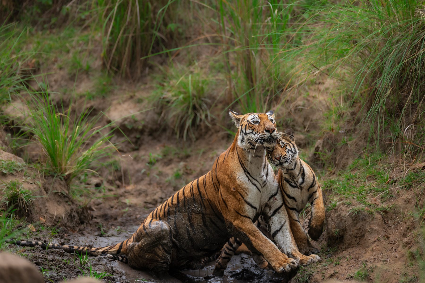DJ and her cub snuggle.