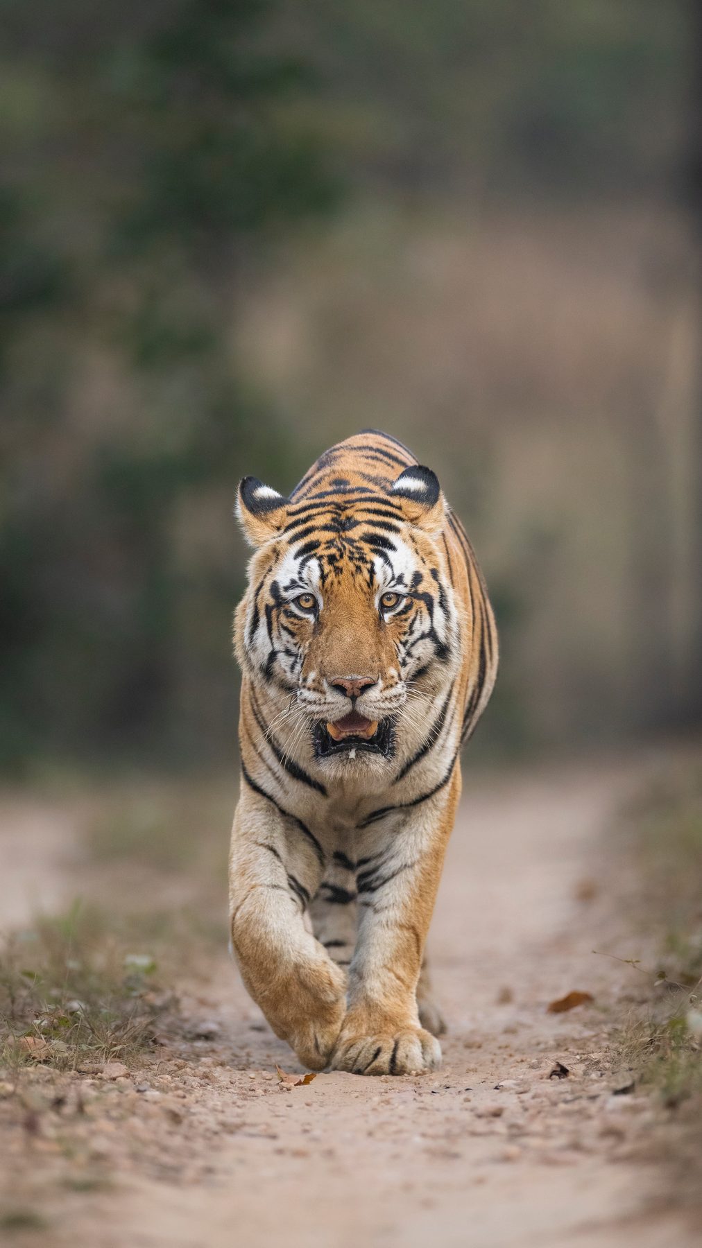 The amazing Junior Bajrang walks towards our vehicle on a winter evening.