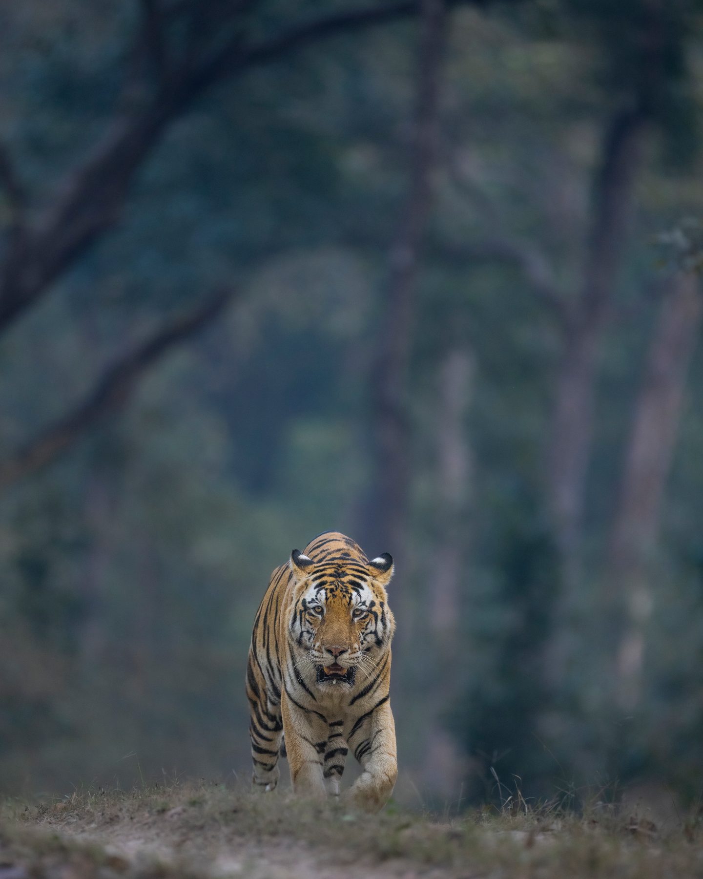 The amazing Junior Bajrang walks towards our vehicle on a winter evening.