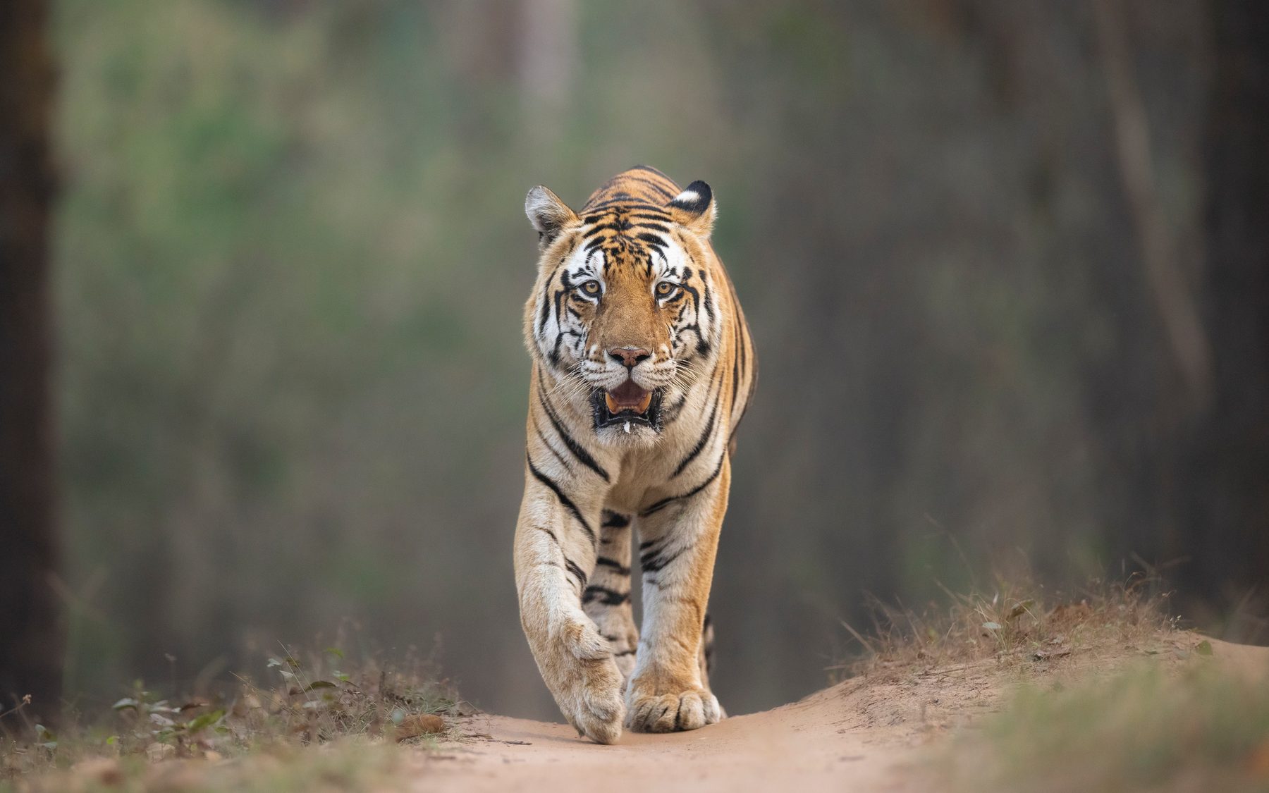 The amazing Junior Bajrang walks towards our vehicle on a winter evening.