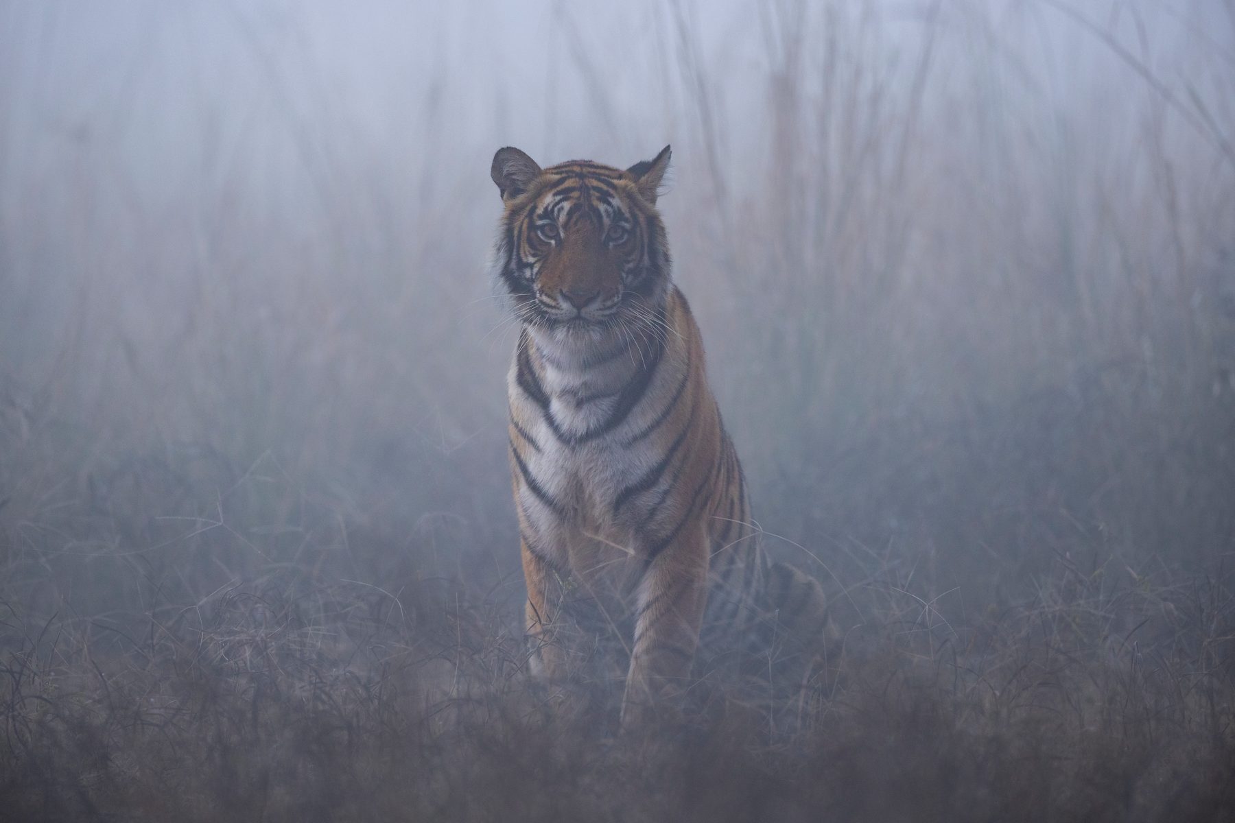 Riddhi in the fog on a winter's morning