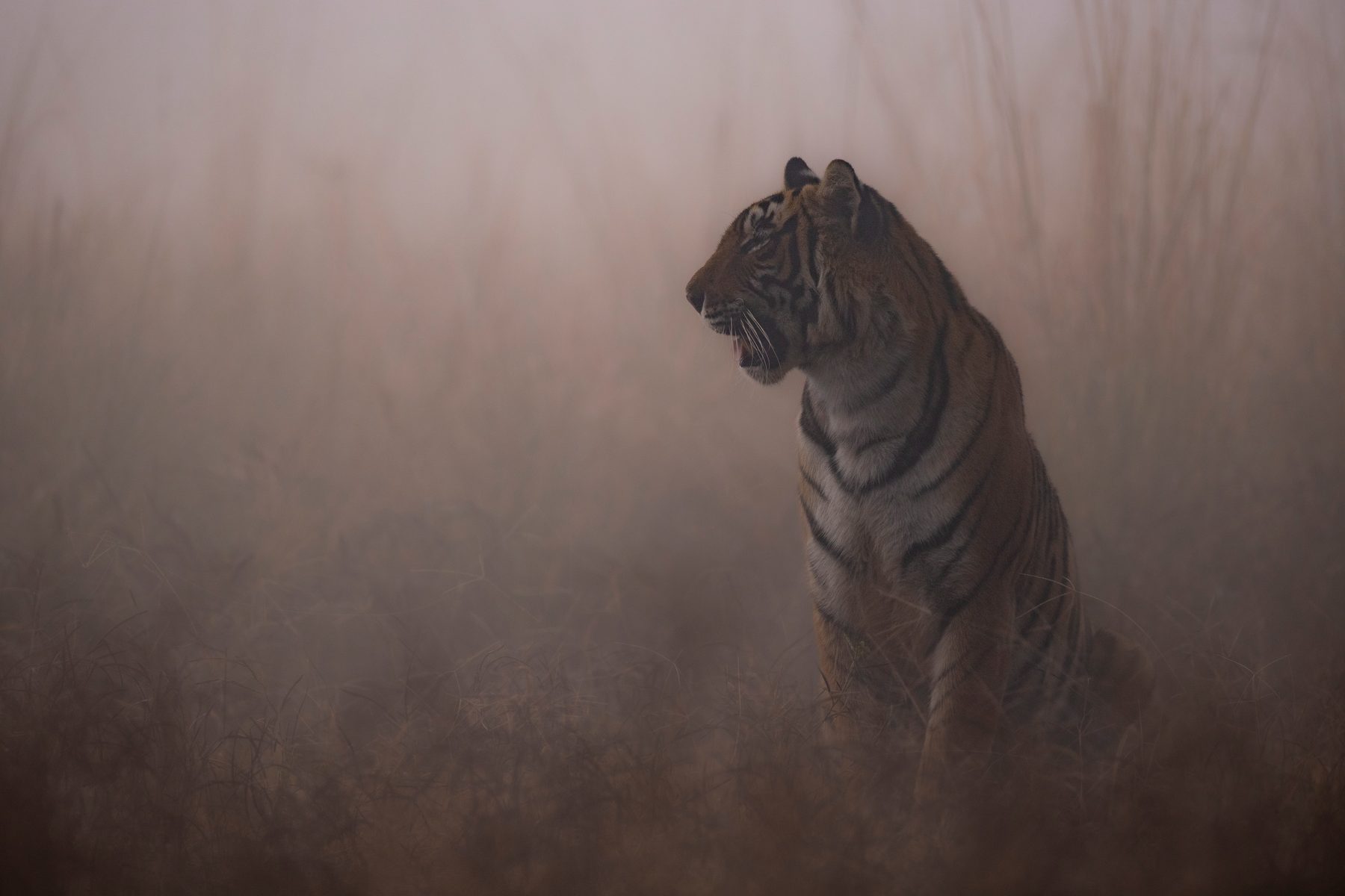 Riddhi in the fog as the sun starts to rise