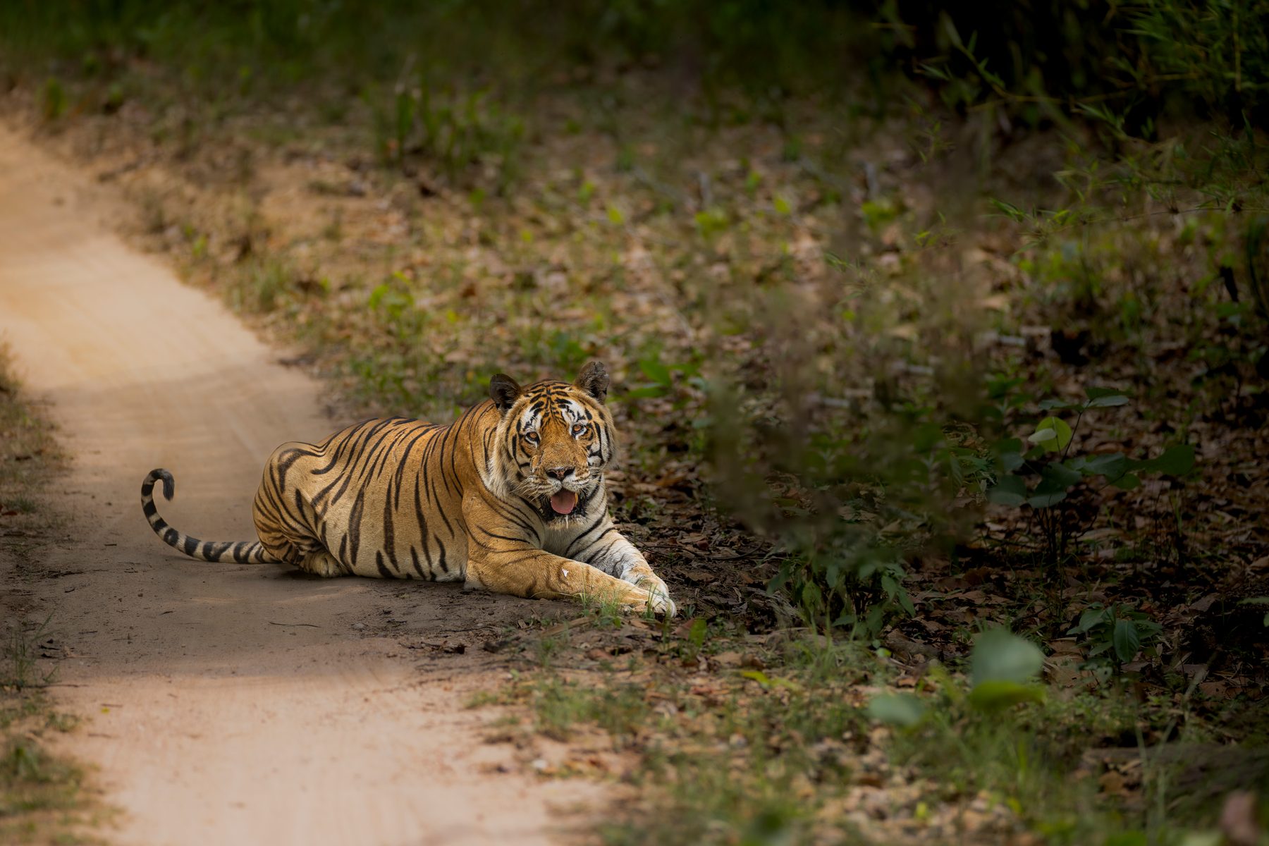 The elusive and huge M1 male blocks our path out of the forest.