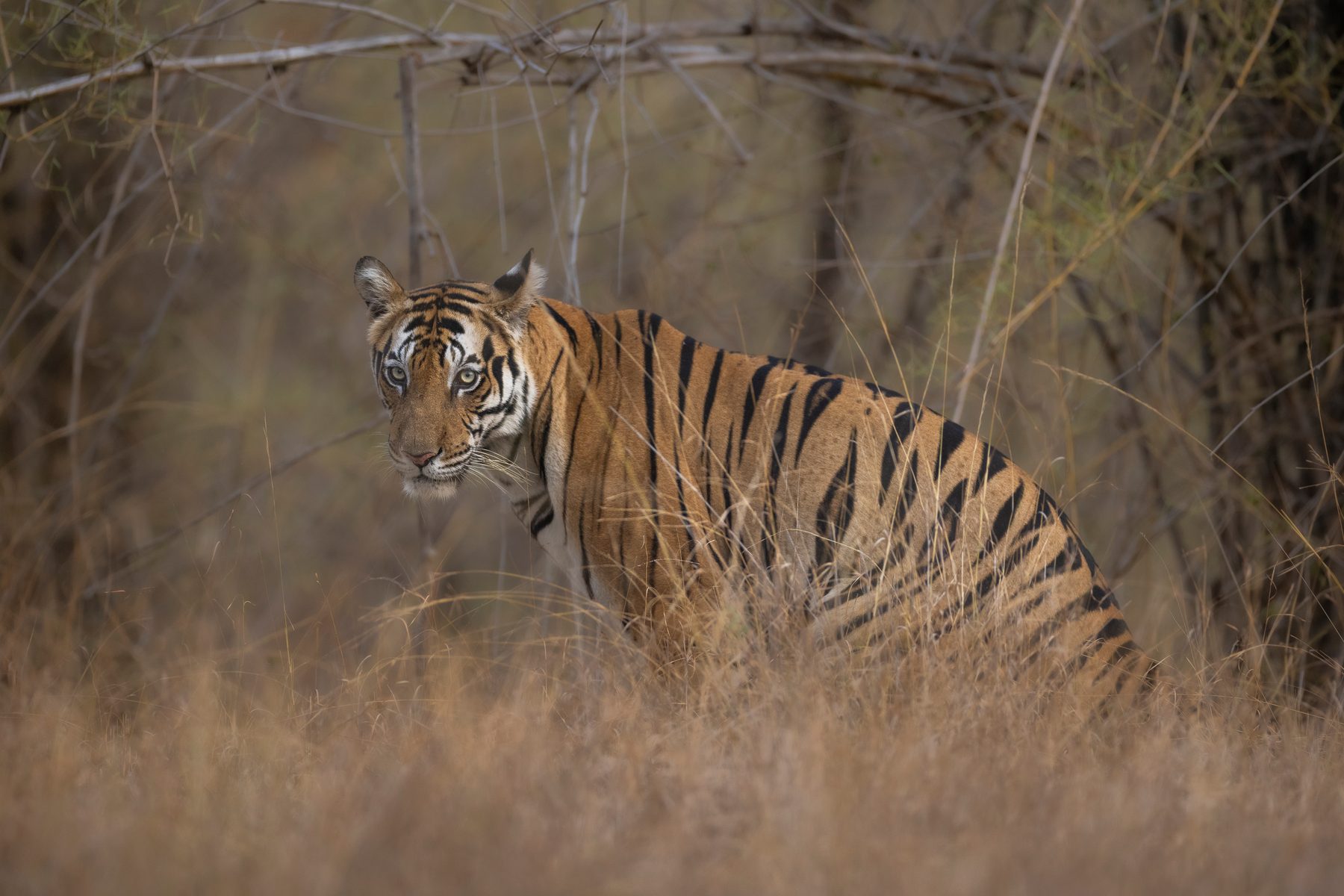 Darraha Bachchi marks her territory on a winter's morning.