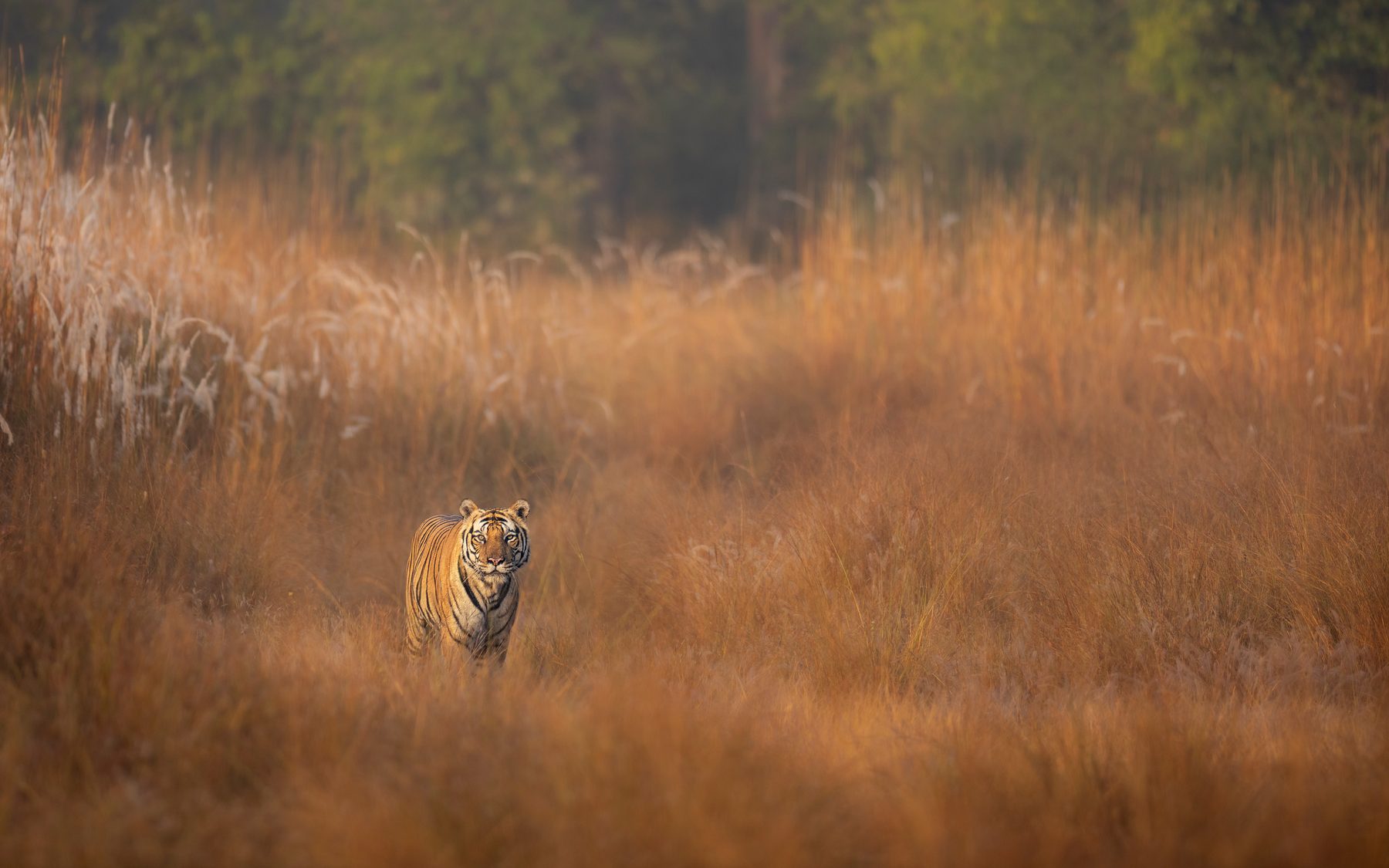 Mahaman Male on a winter's morning in the meadows