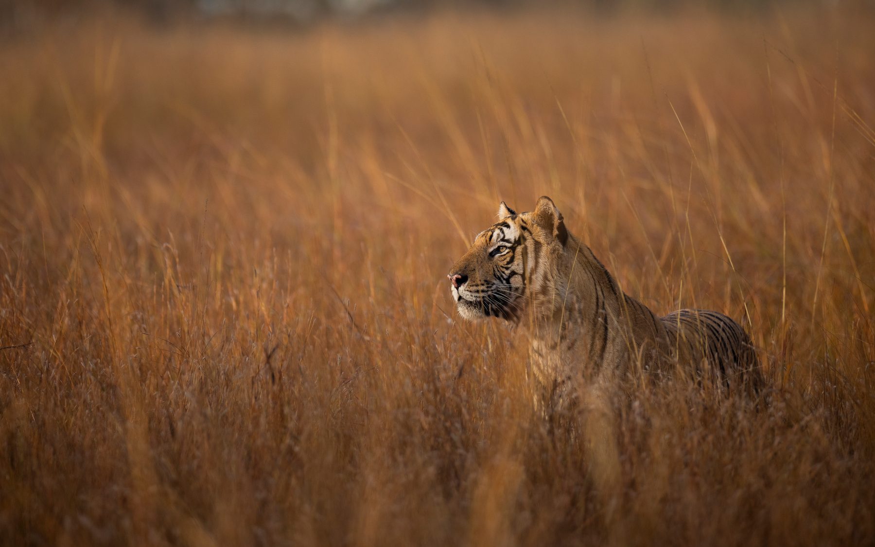 Mahaman Male in the Grasslands