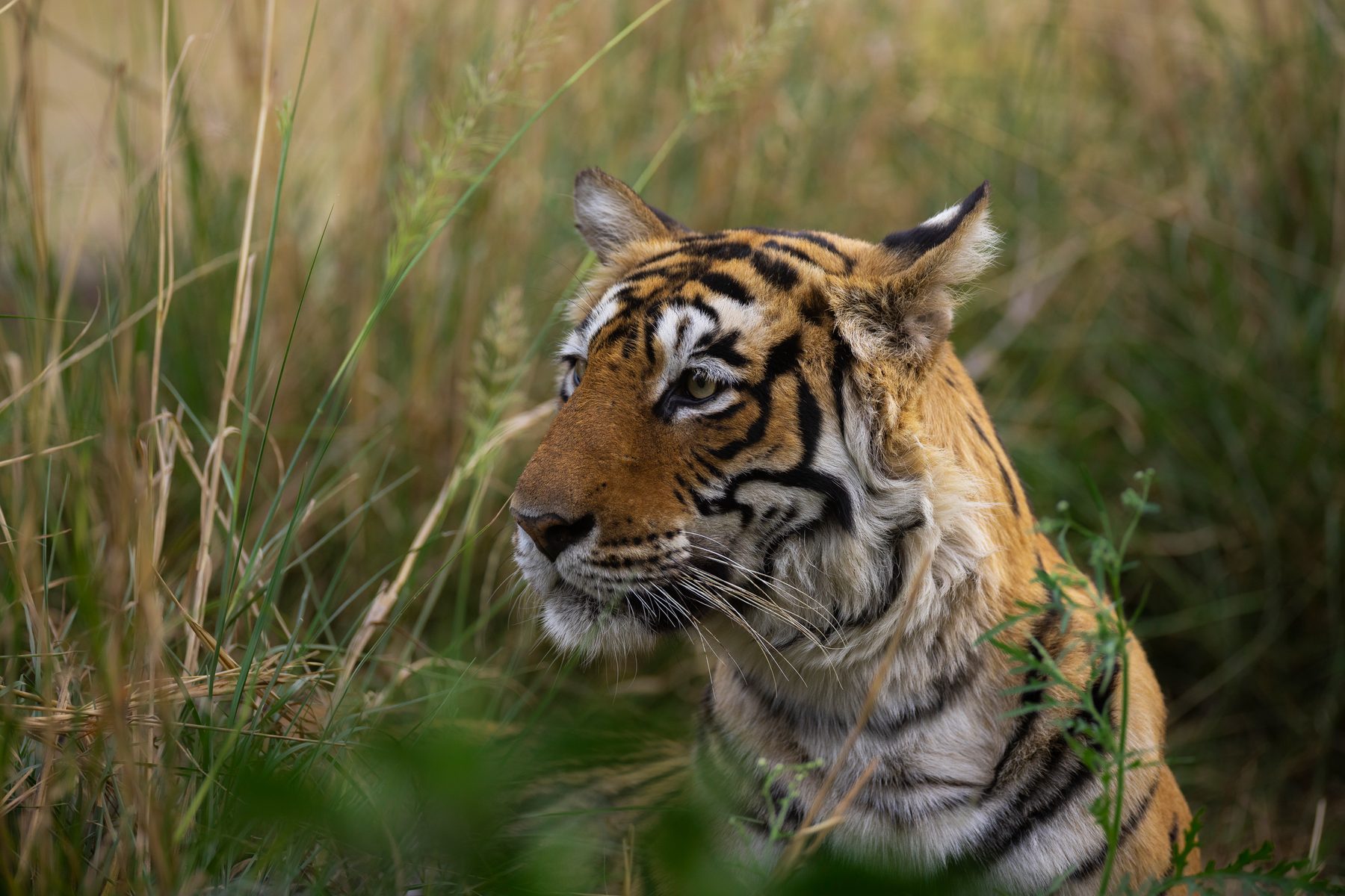 Arrowhead rests in the grass on a summer afternoon
