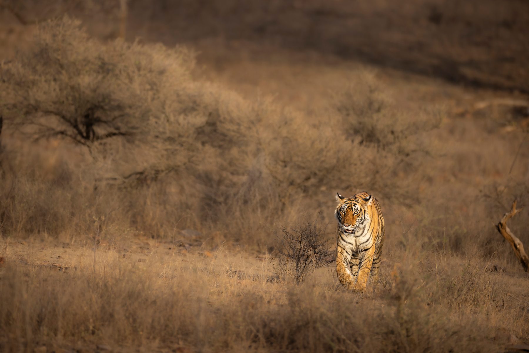 Riddhi walks towards us