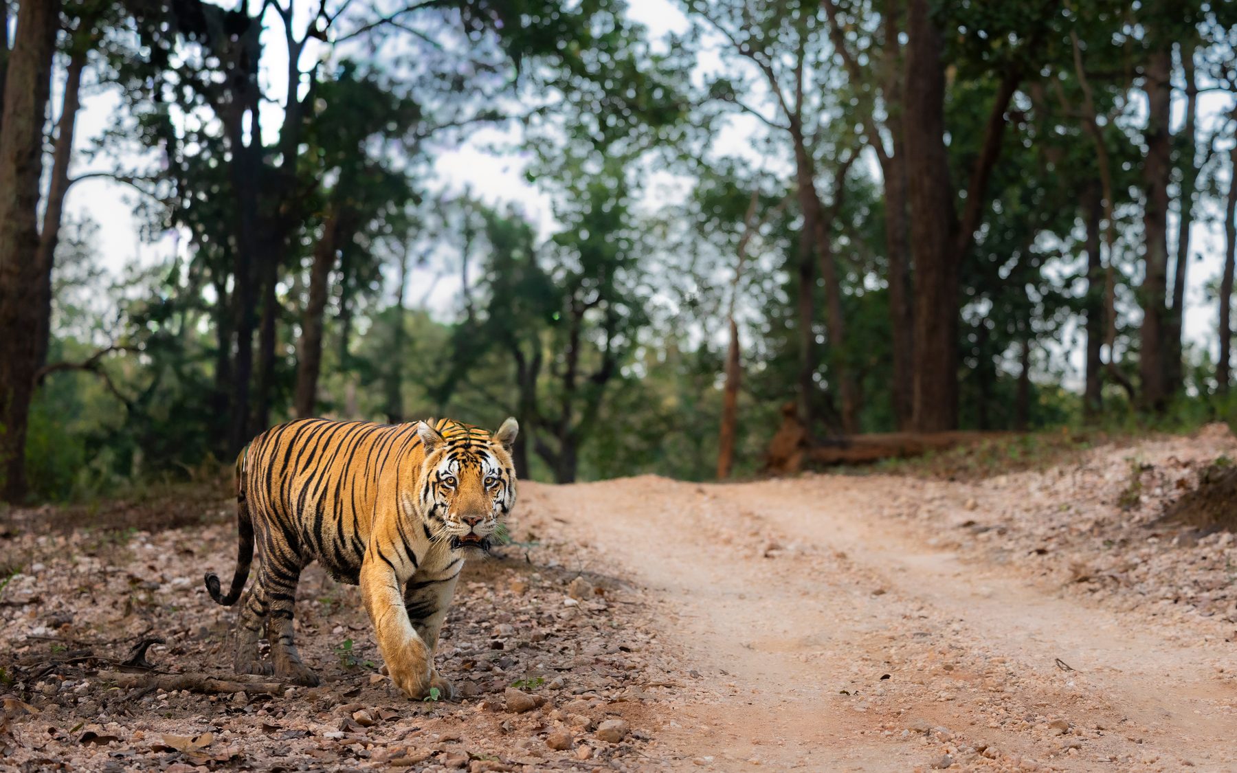 Jr Bajrang walks towards us on a winter's evening