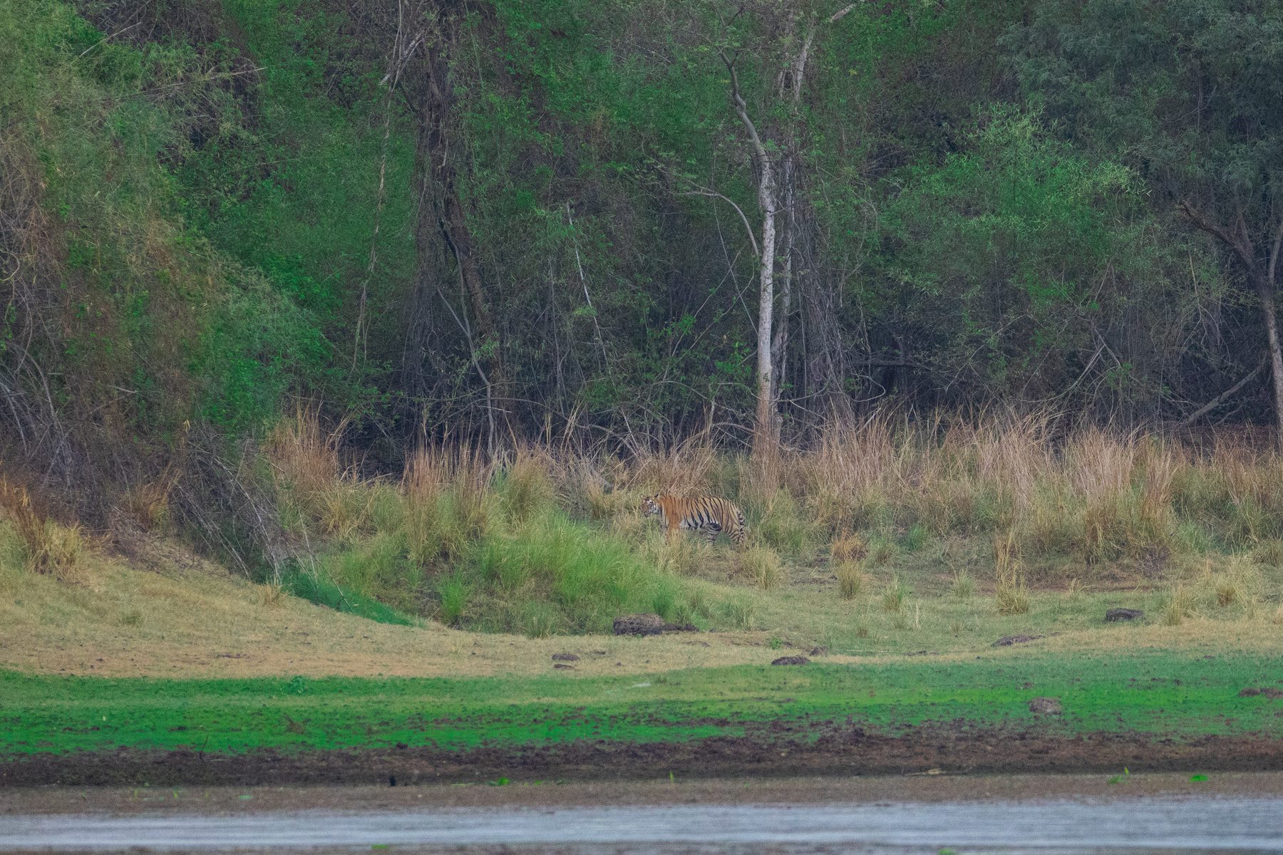 Choti Madhu walks along the lake shoreline