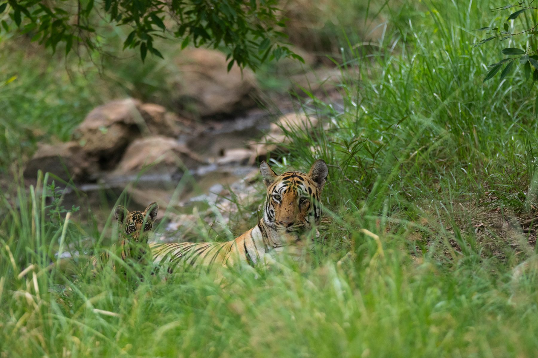 Sharmili and her cub peer at us through the grass.