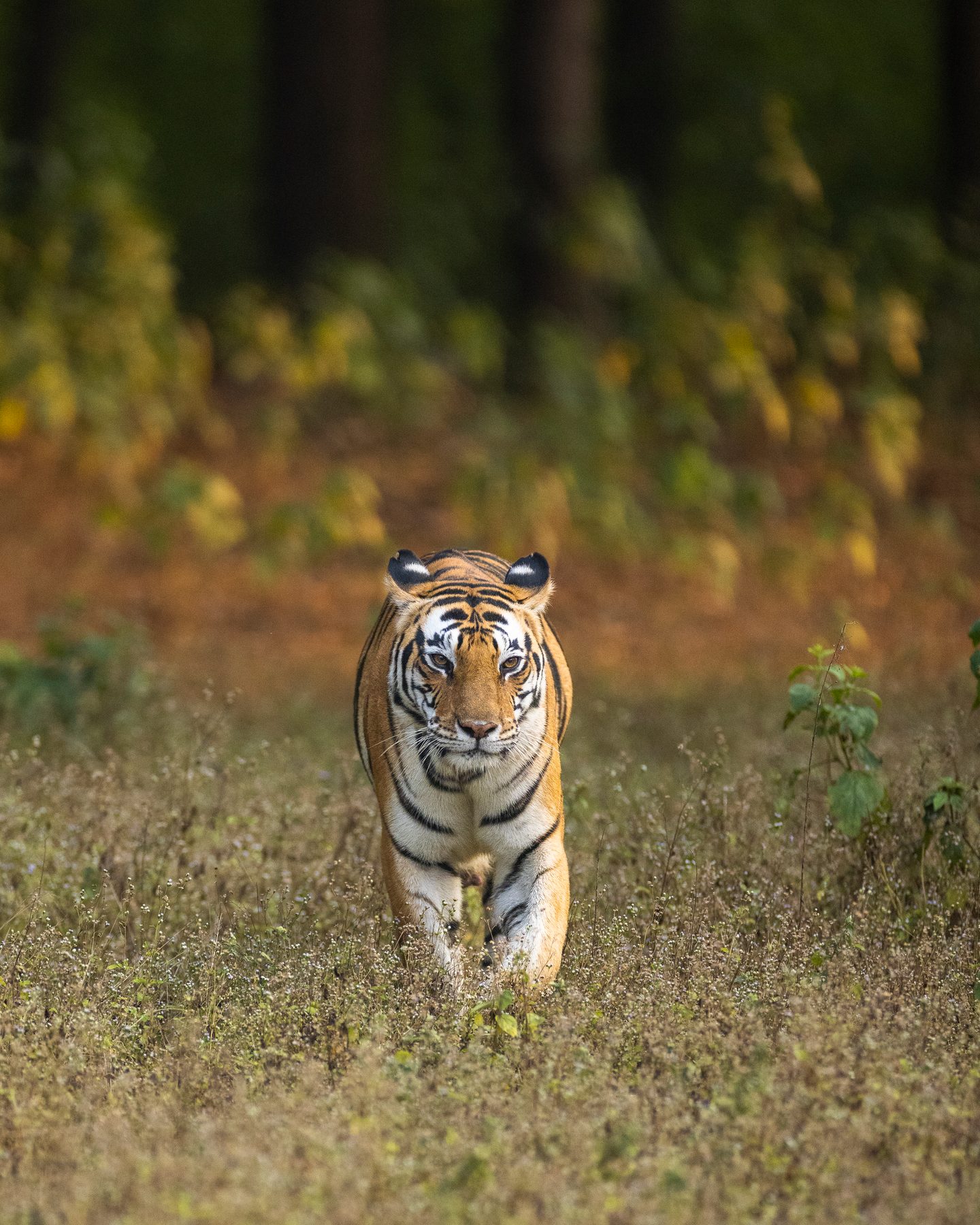 Neelam walks towards us on a winter's evening