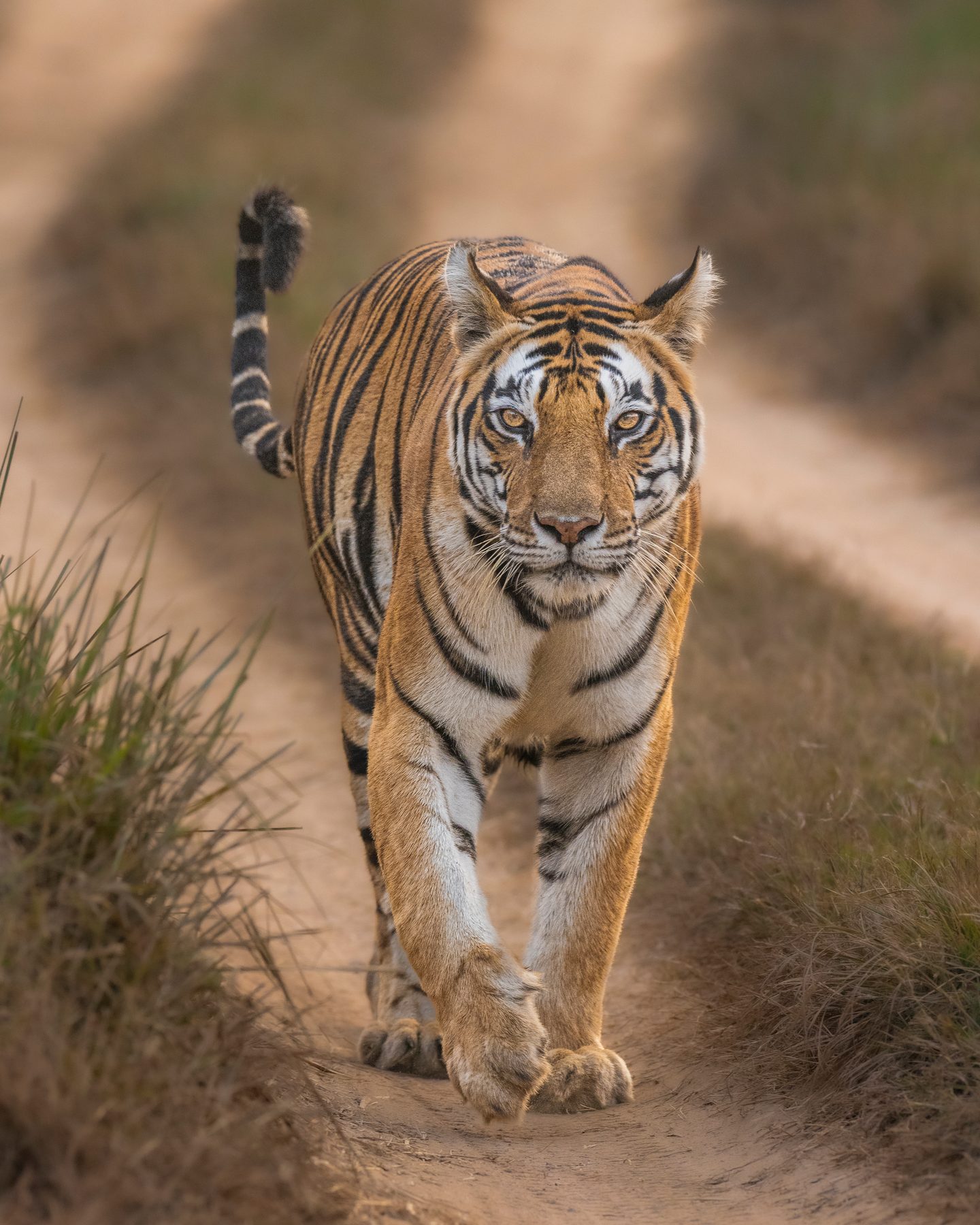 Neelam walks towards us on a winter's evening