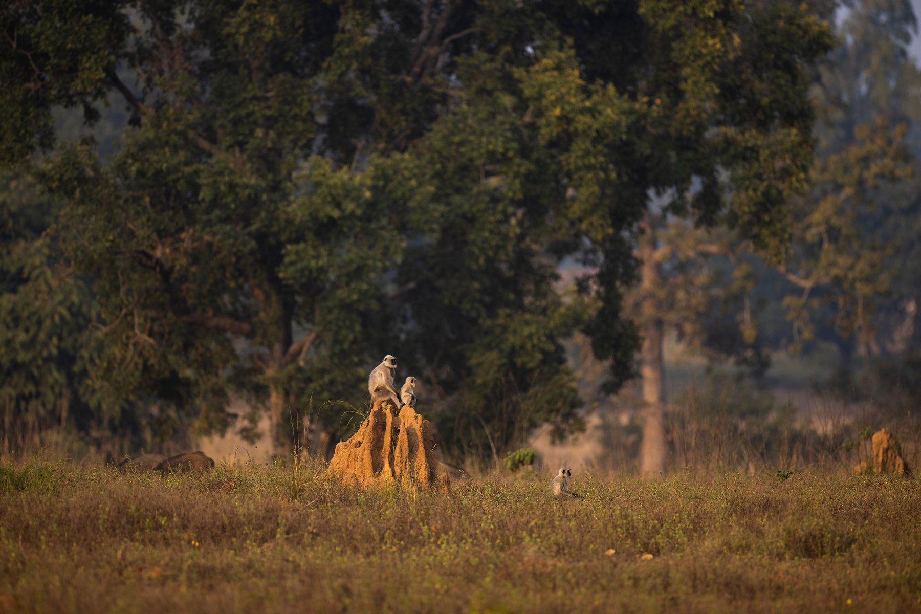 Langur sits on a termite mound in the meadows