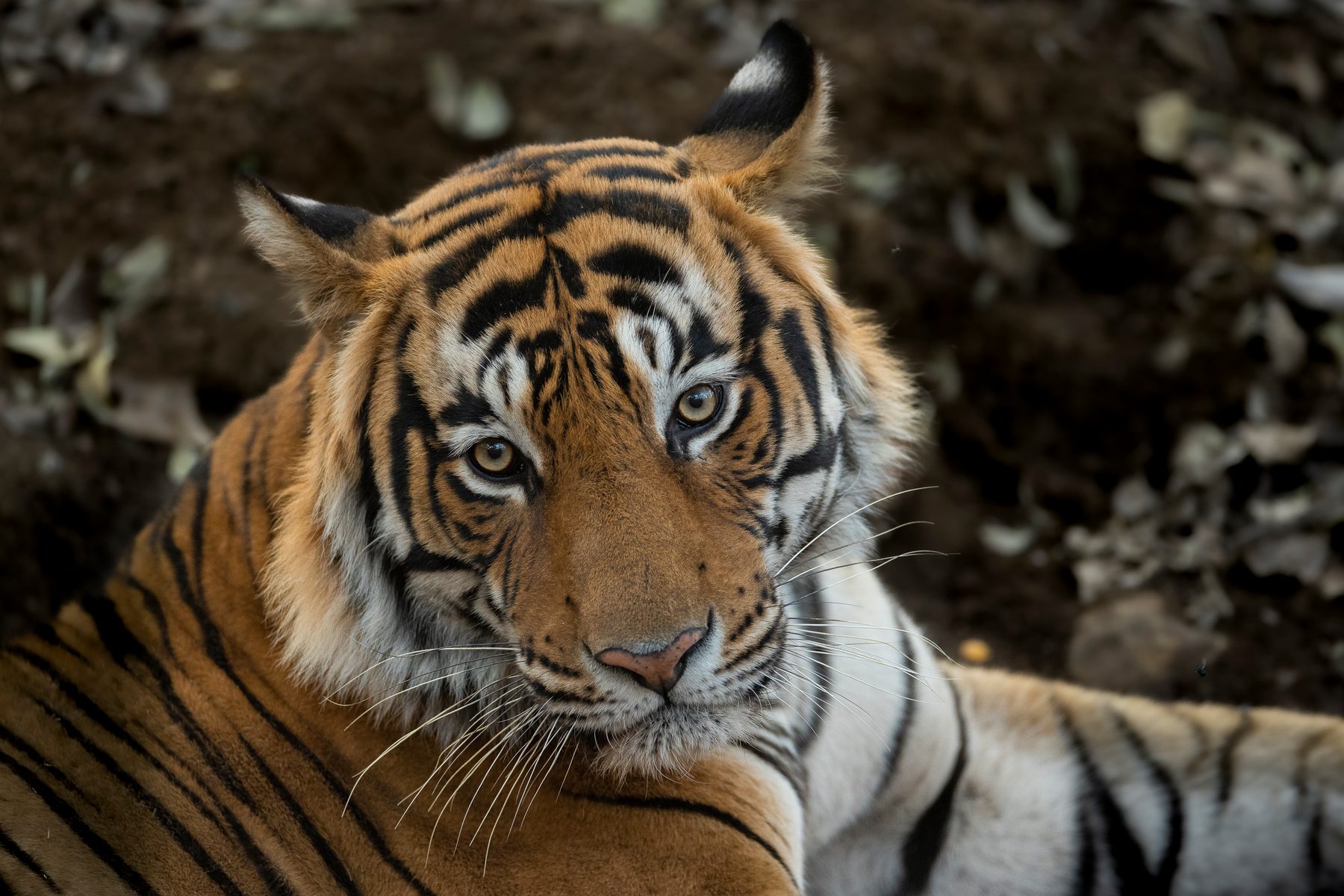 T121 looks at us as he rests by the side of the road