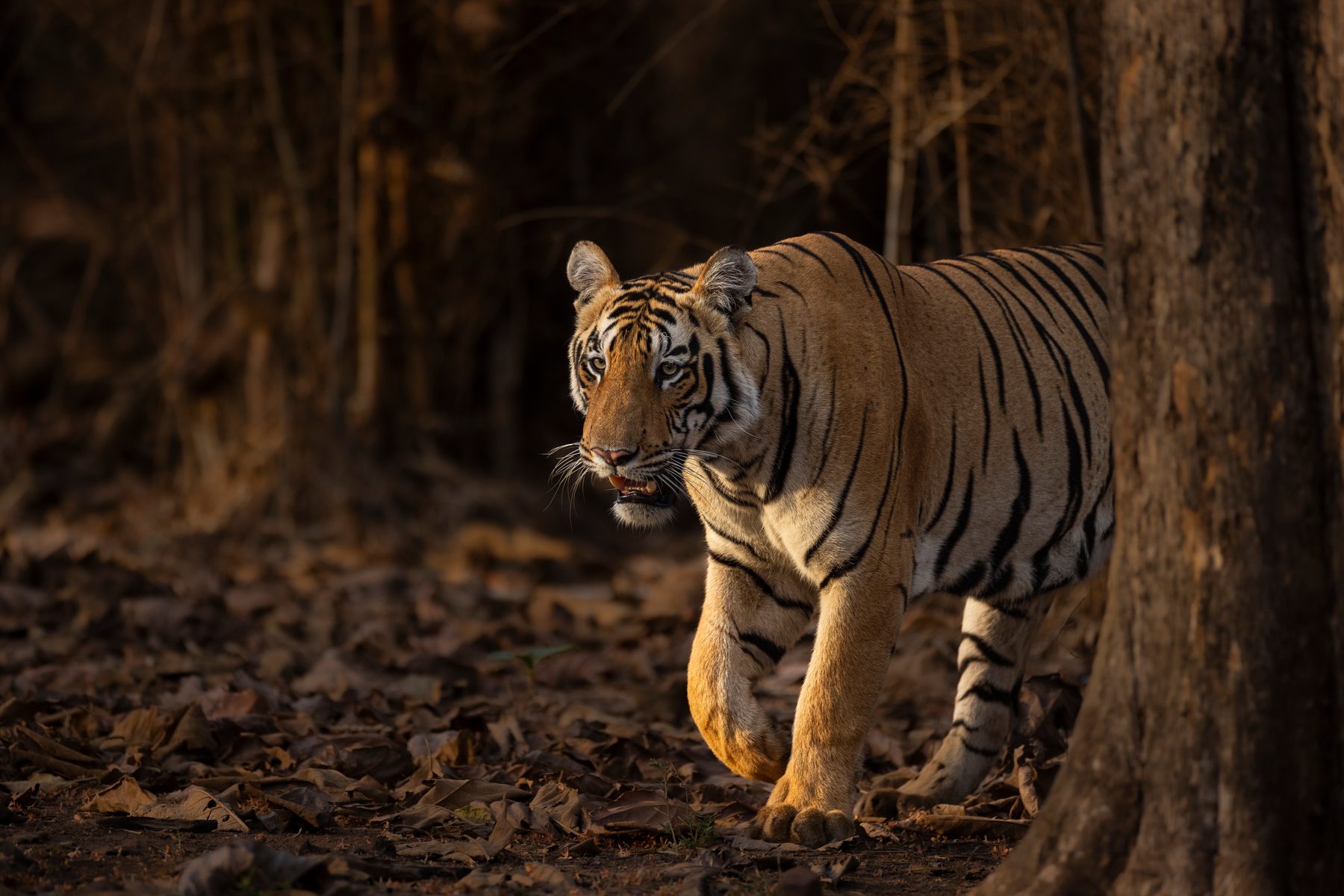 Mame Male walks towards the road whilst stalking a Gaur