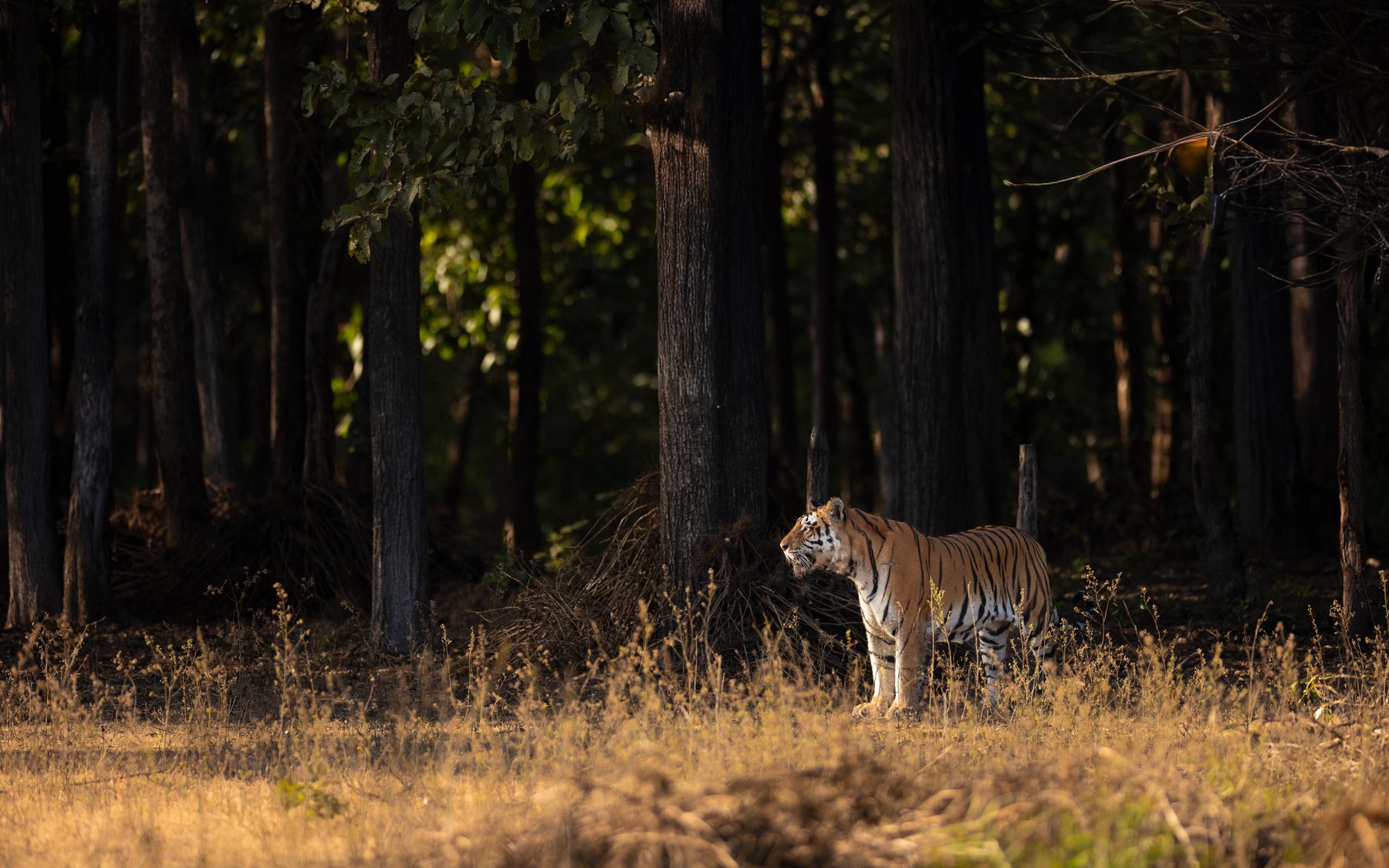 Silhpura Male walks through the meadows.