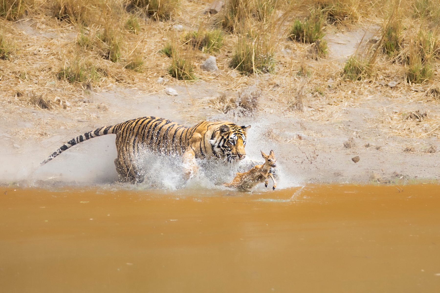 Siddh Baba sub-adult male tiger hunts a chital fawn.