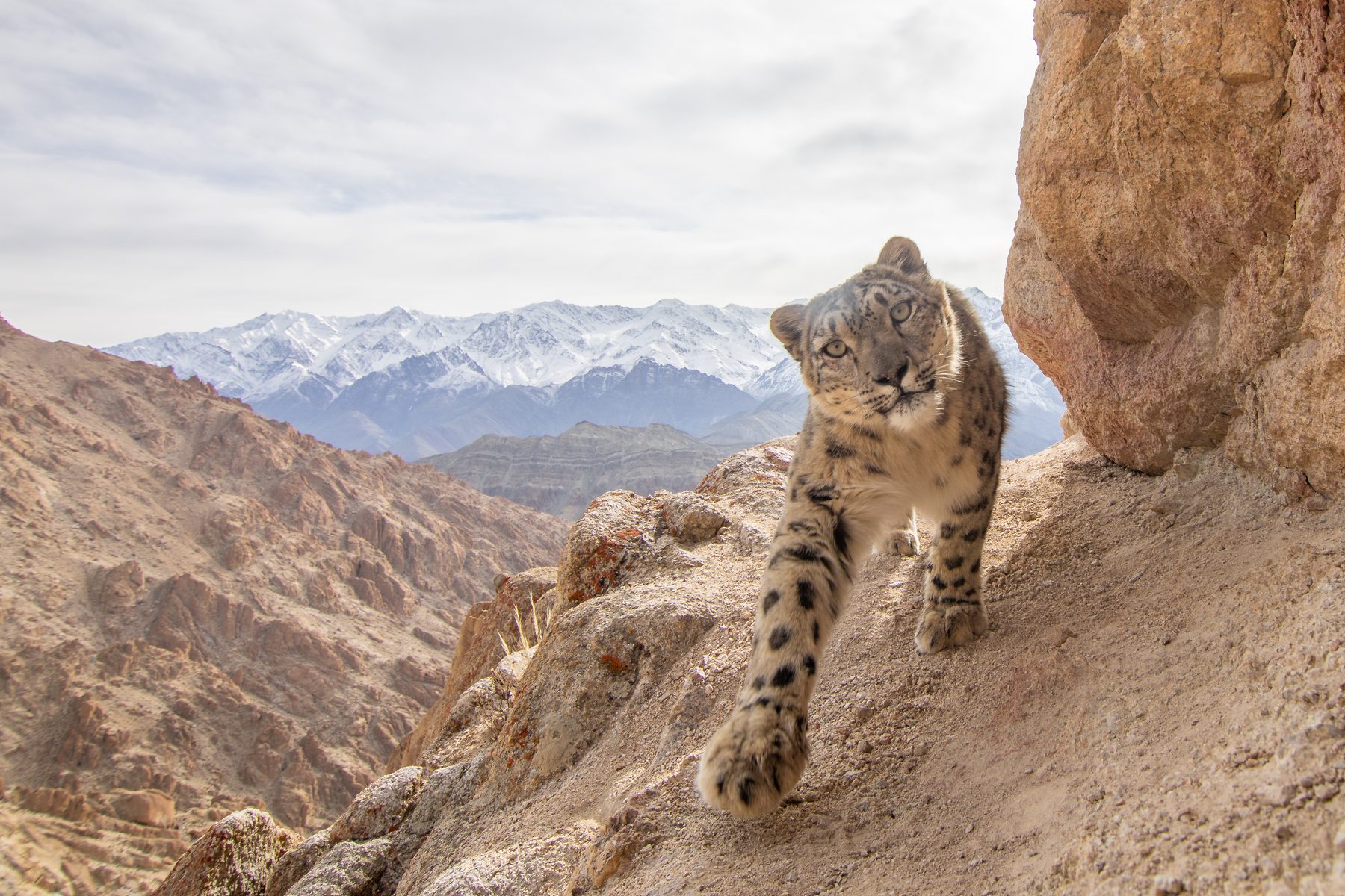 Snow Leopard on the prowl