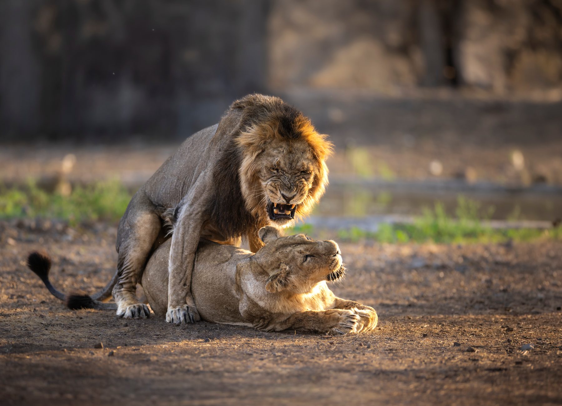 A mating pair — the male snarls over the lioness beneath him