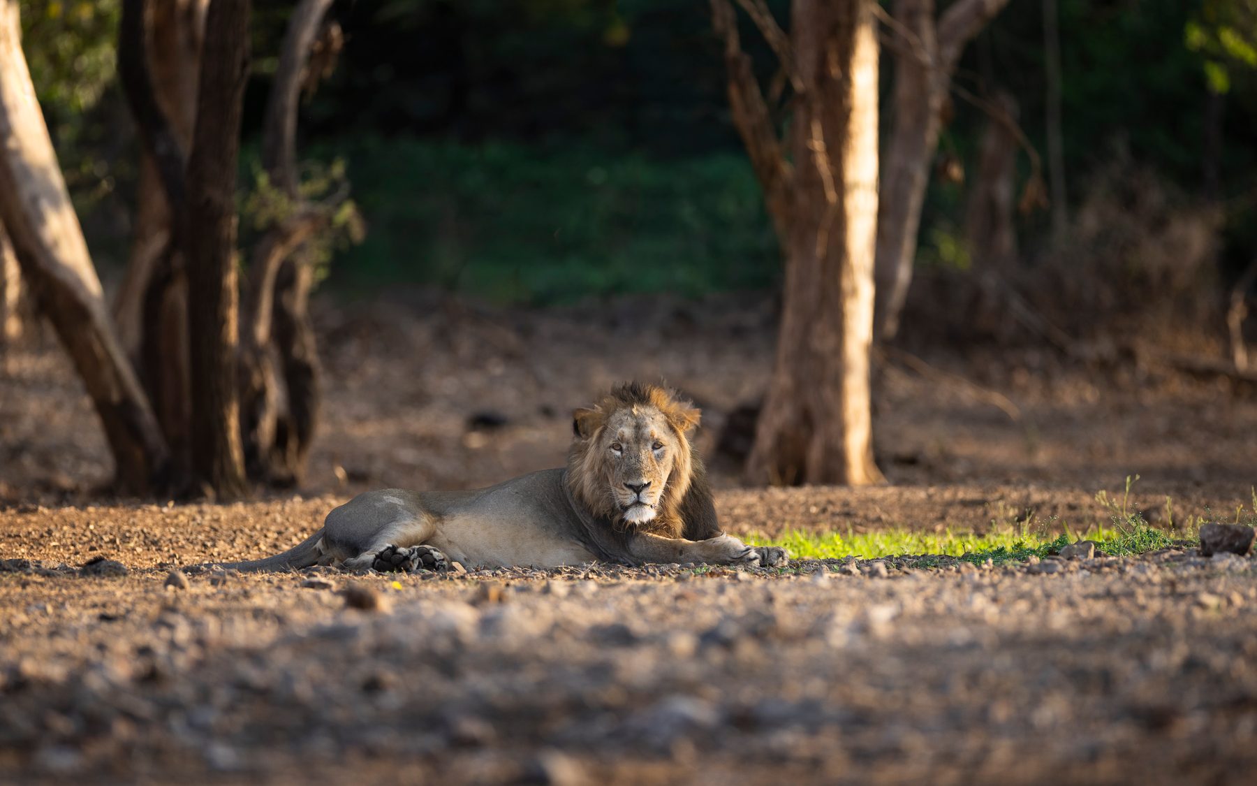 A male lies out among the pale trunks, watching the track