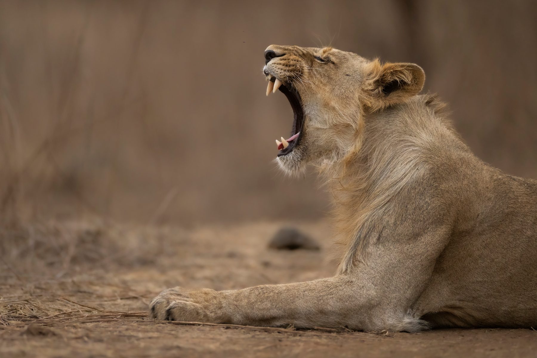 A young lion yawns in the afternoon heat