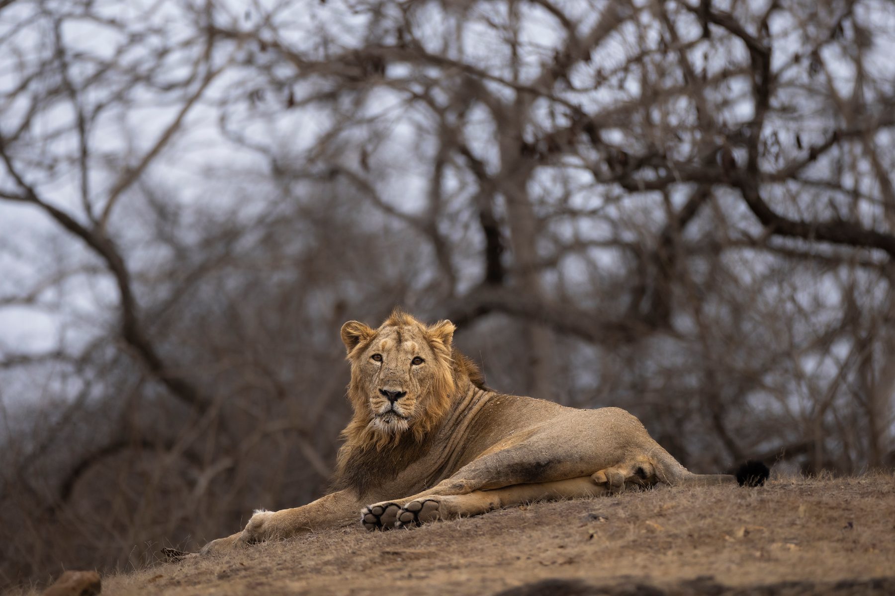 A young male on a rise, the thorn forest bare behind him