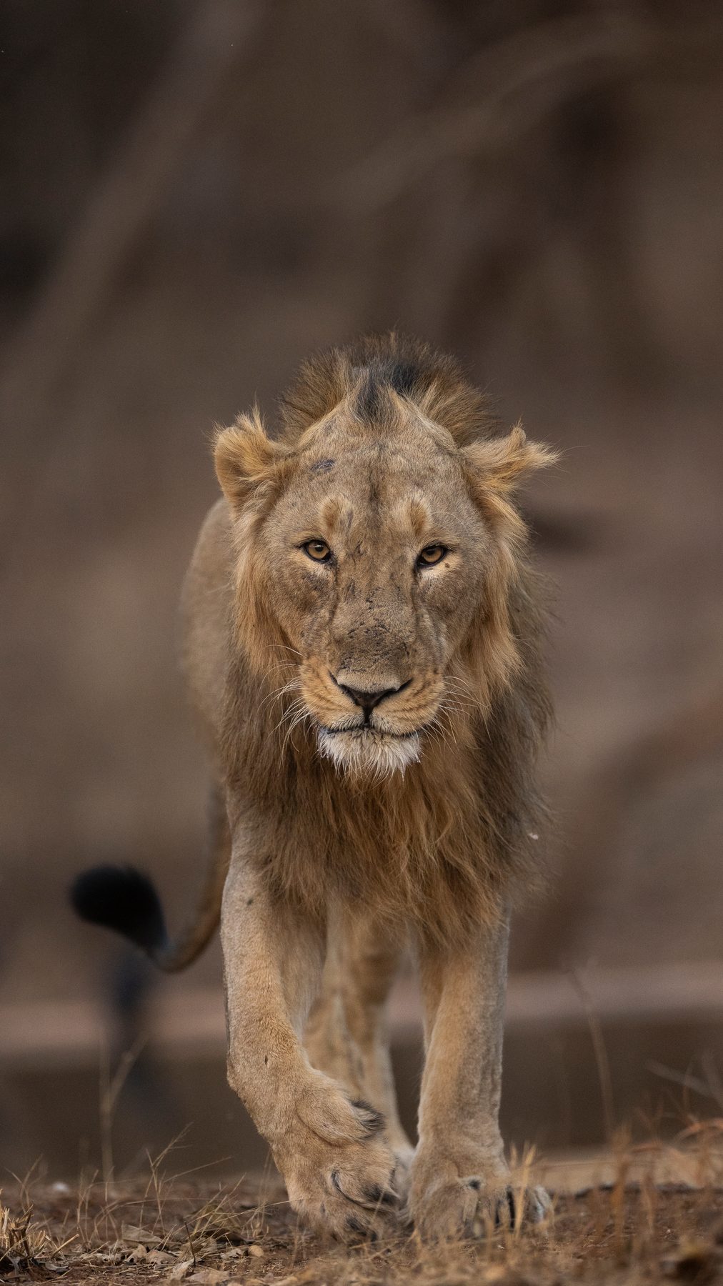 A male comes head-on along the dry riverbed