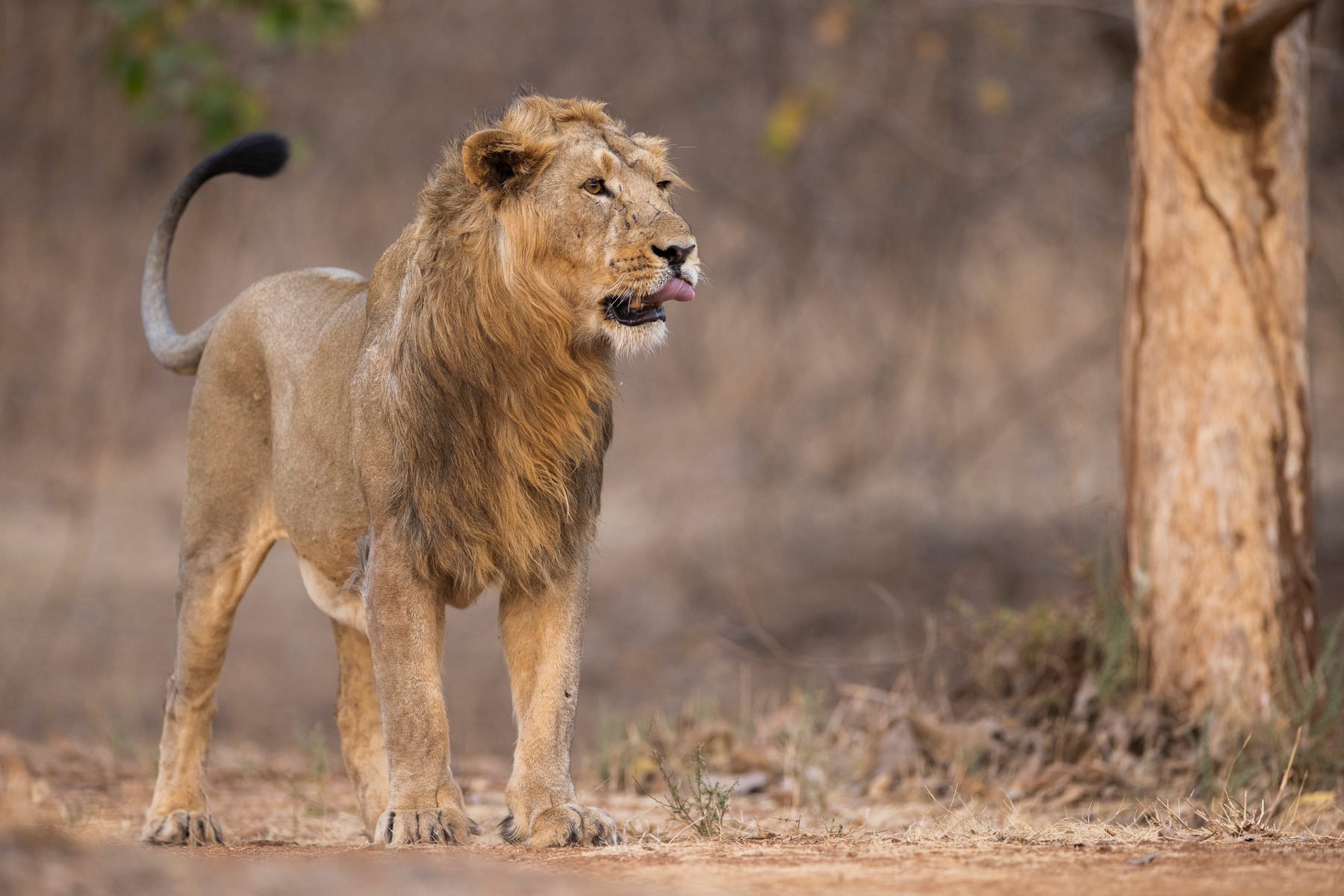 A male pauses in the open, licking his muzzle