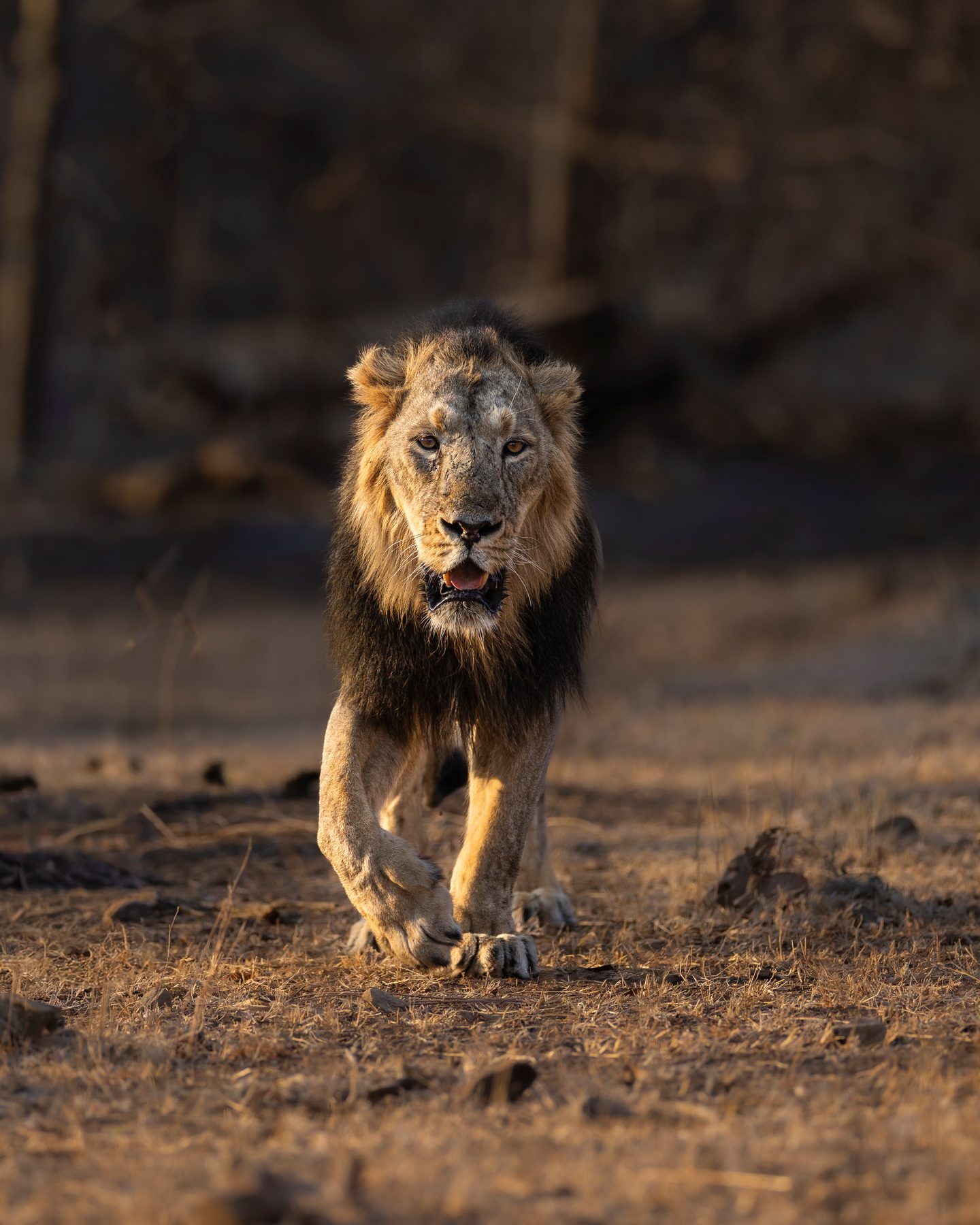 A dark-maned male walks straight towards us in the last of the light