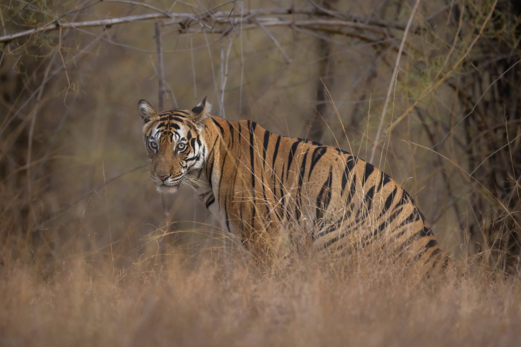 A tiger resting in dry winter scrub at Bandhavgarh, bare branches crossing the frame