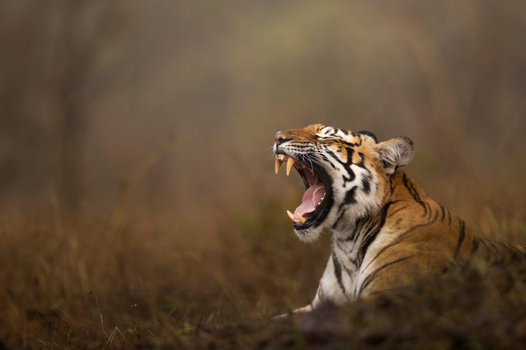 A tigress yawns in the dry grass on a grey morning