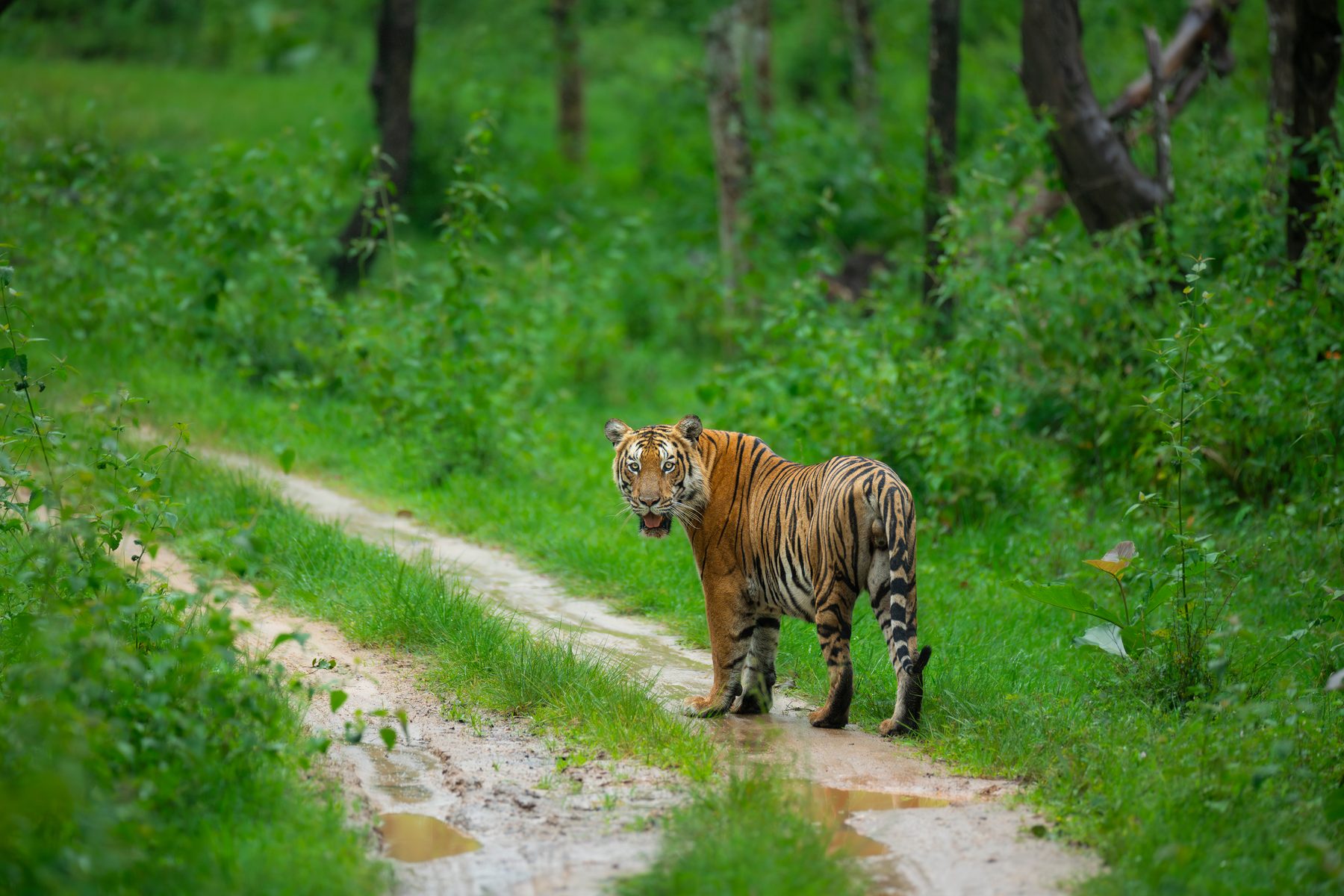 A tiger turns to look back, standing on a wet track in the monsoon green