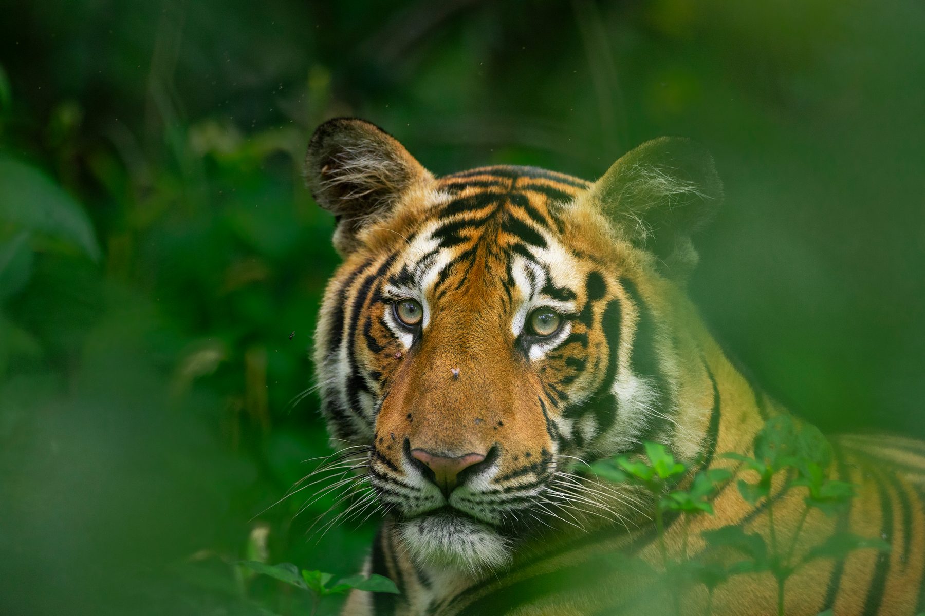Eye to eye through the undergrowth
