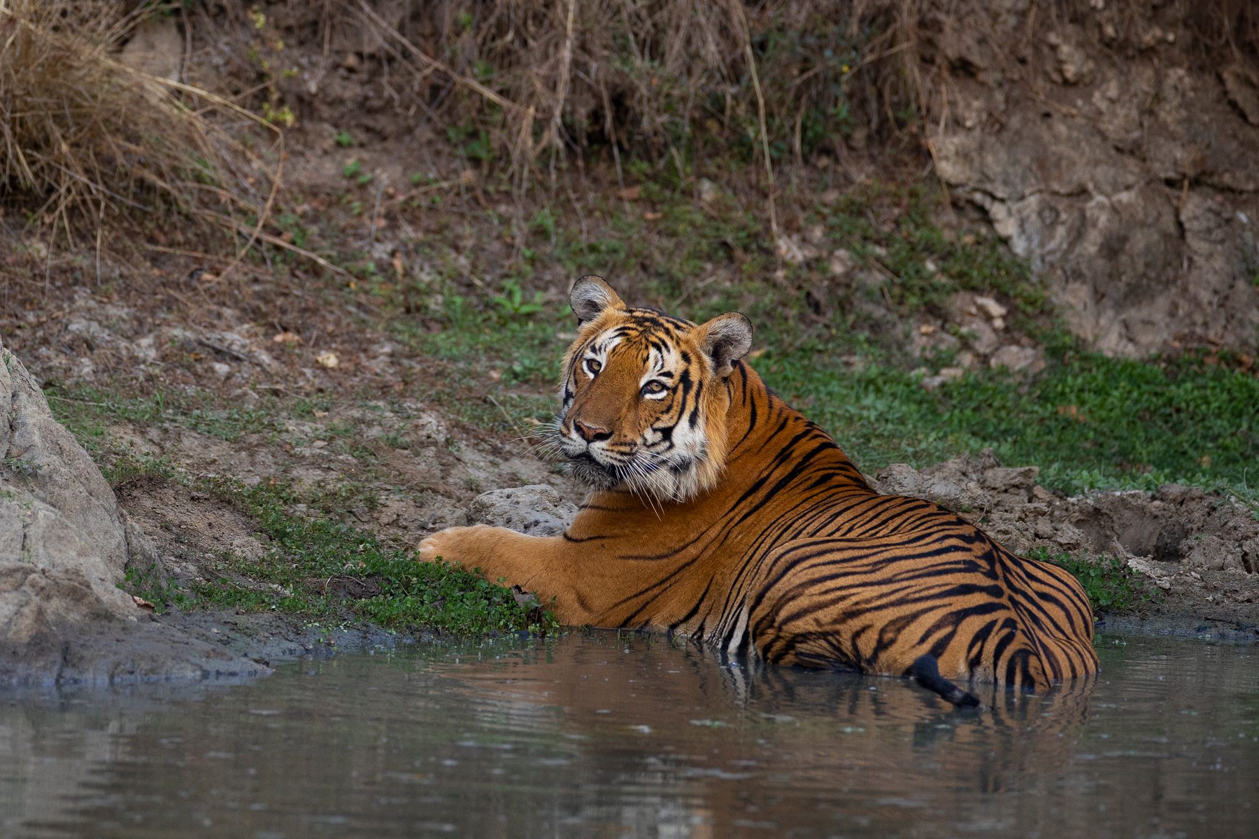 A tiger cools off in a waterhole, looking back over his shoulder