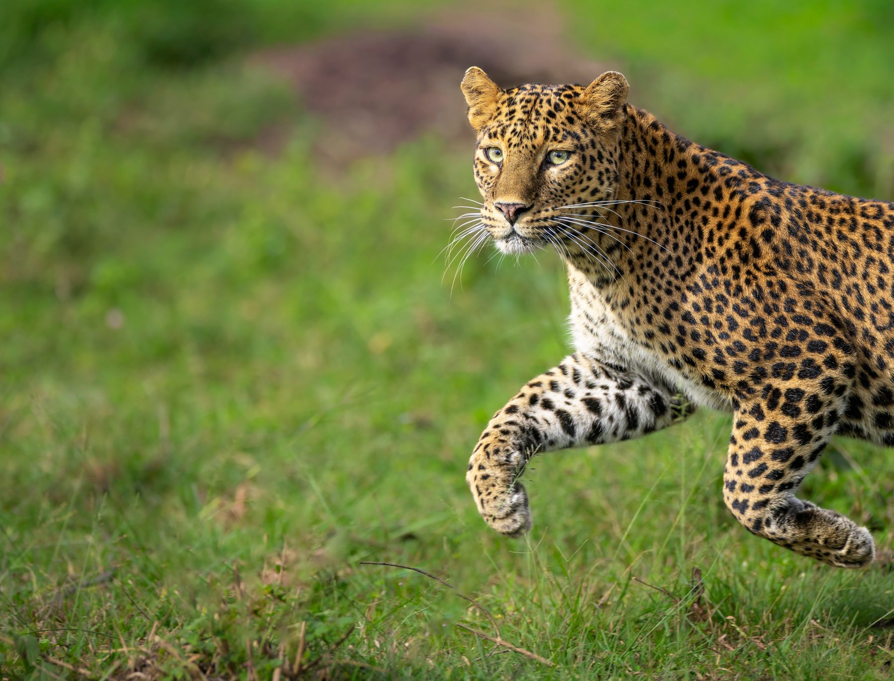 A leopard crosses the open grass at a trot