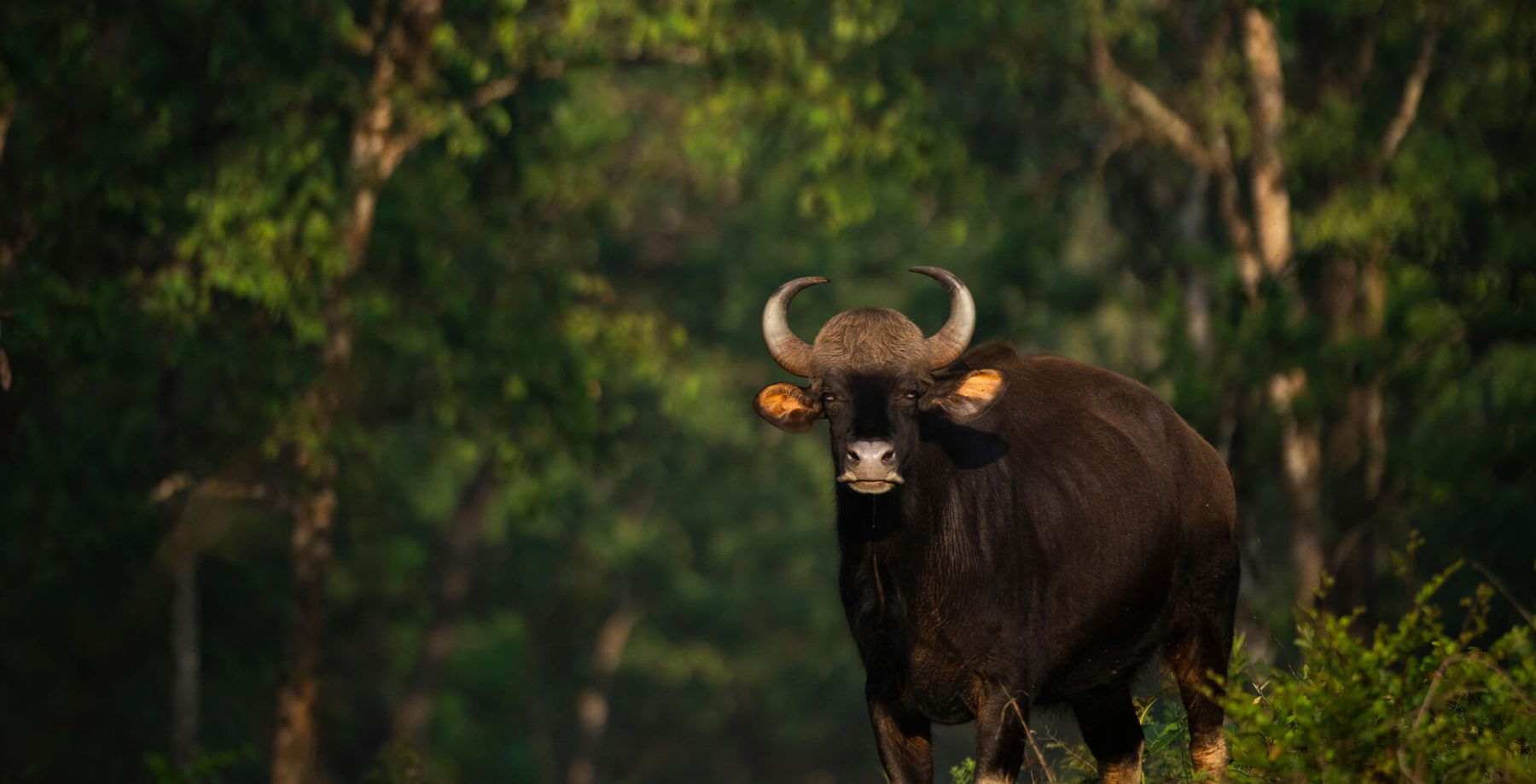 A gaur standing broadside in low green forest at dusk, horns curved back and ears flared, head turned to the camera