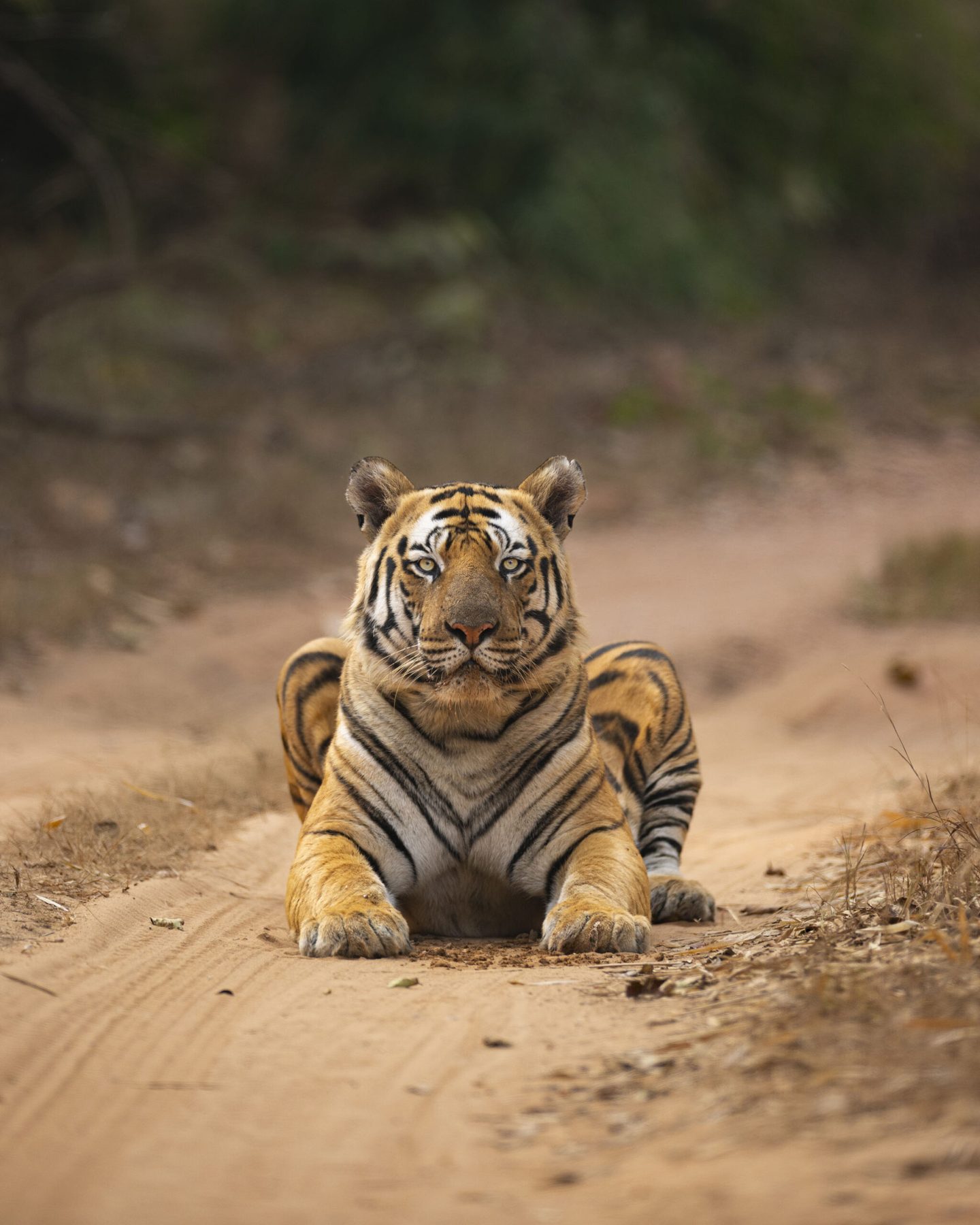 The tiger Chota Bheem lying square in the middle of a sandy forest road