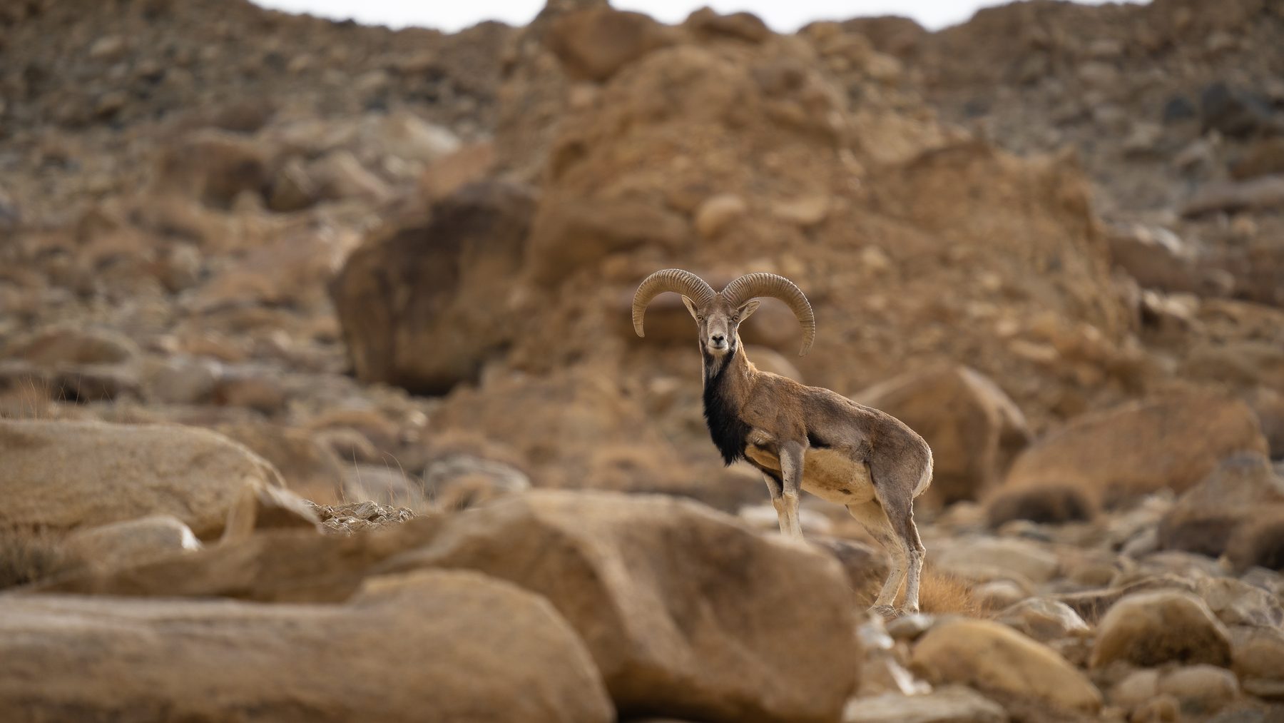 Urial On a rock