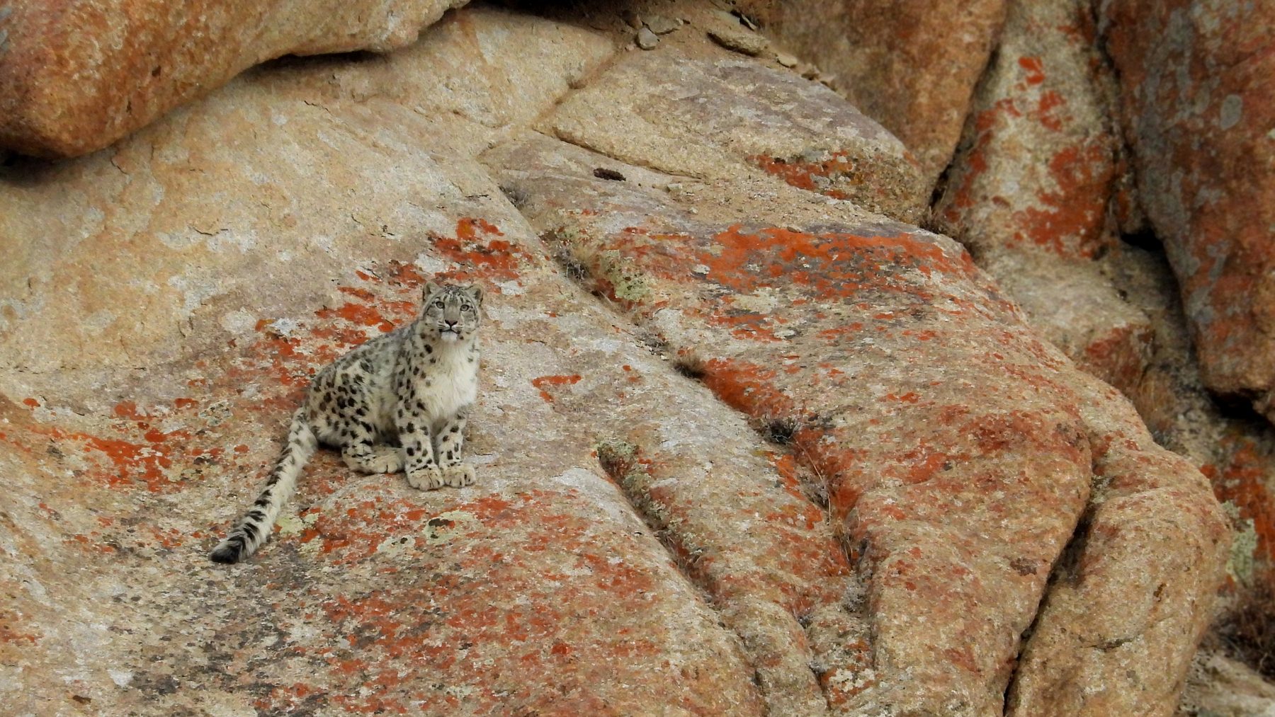 Snow Leopard on Rock