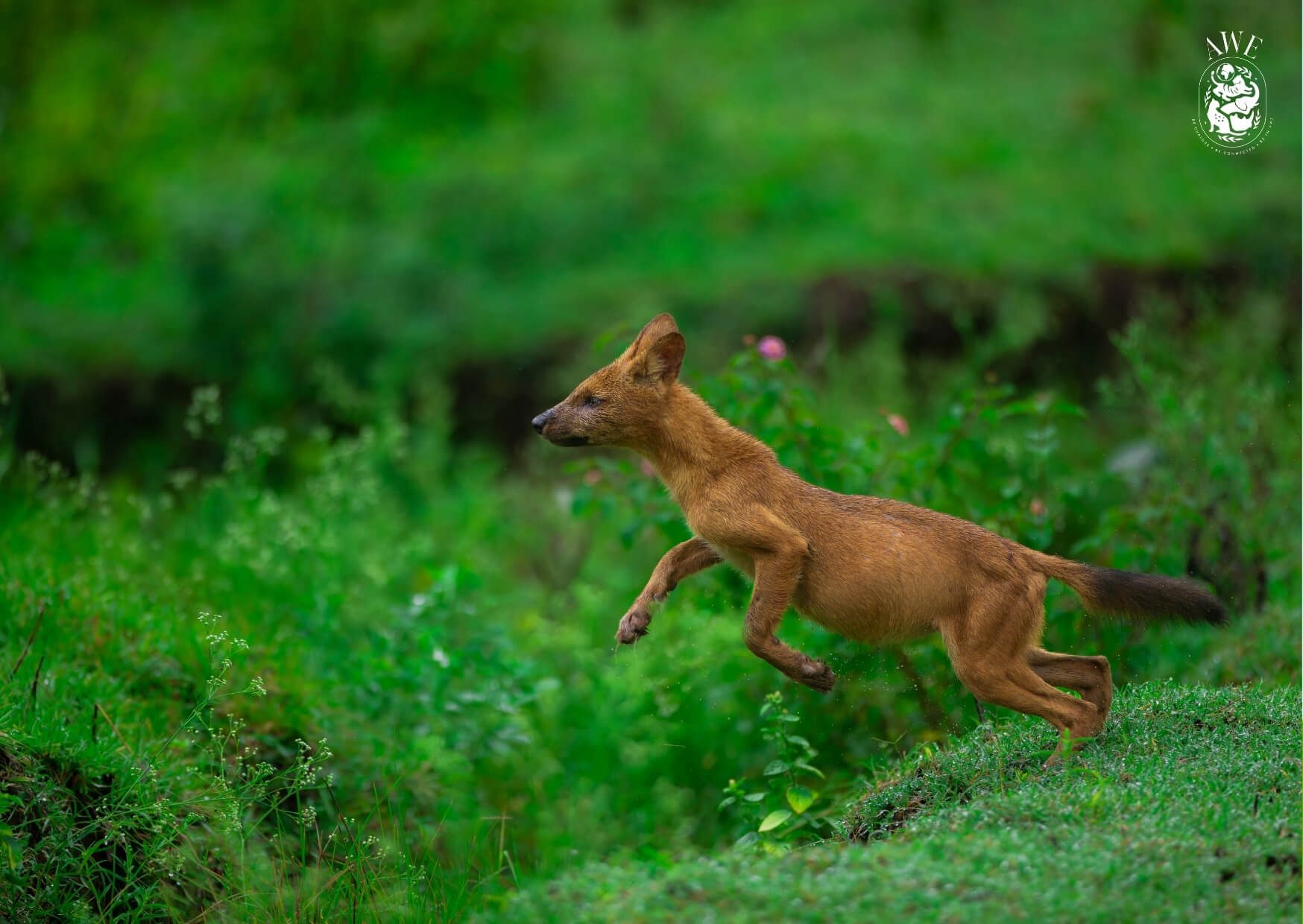 A dhole in mid-leap across a green bank, all four feet off the ground